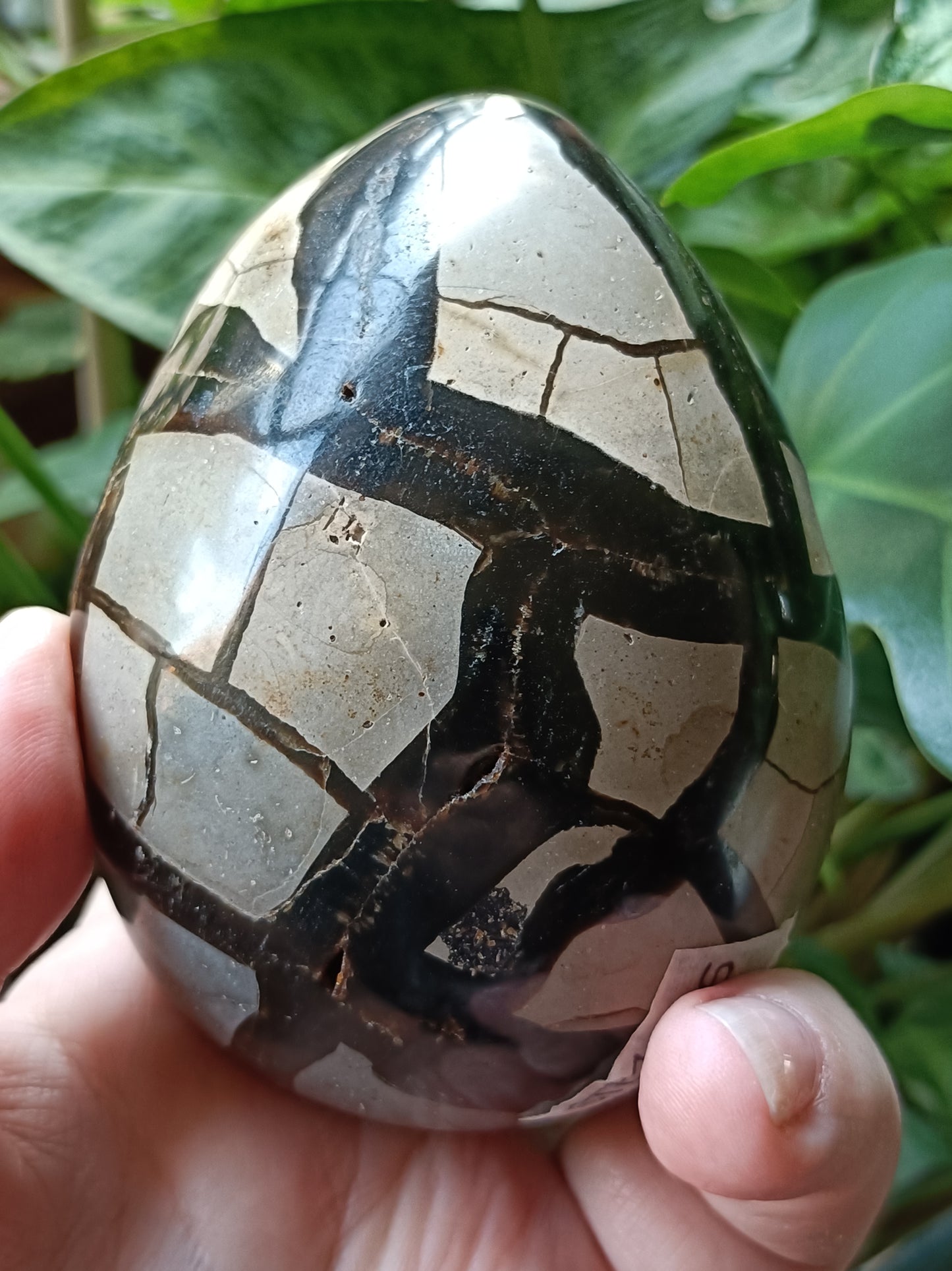 Septarian 'Dragon Stone' Egg - 439g