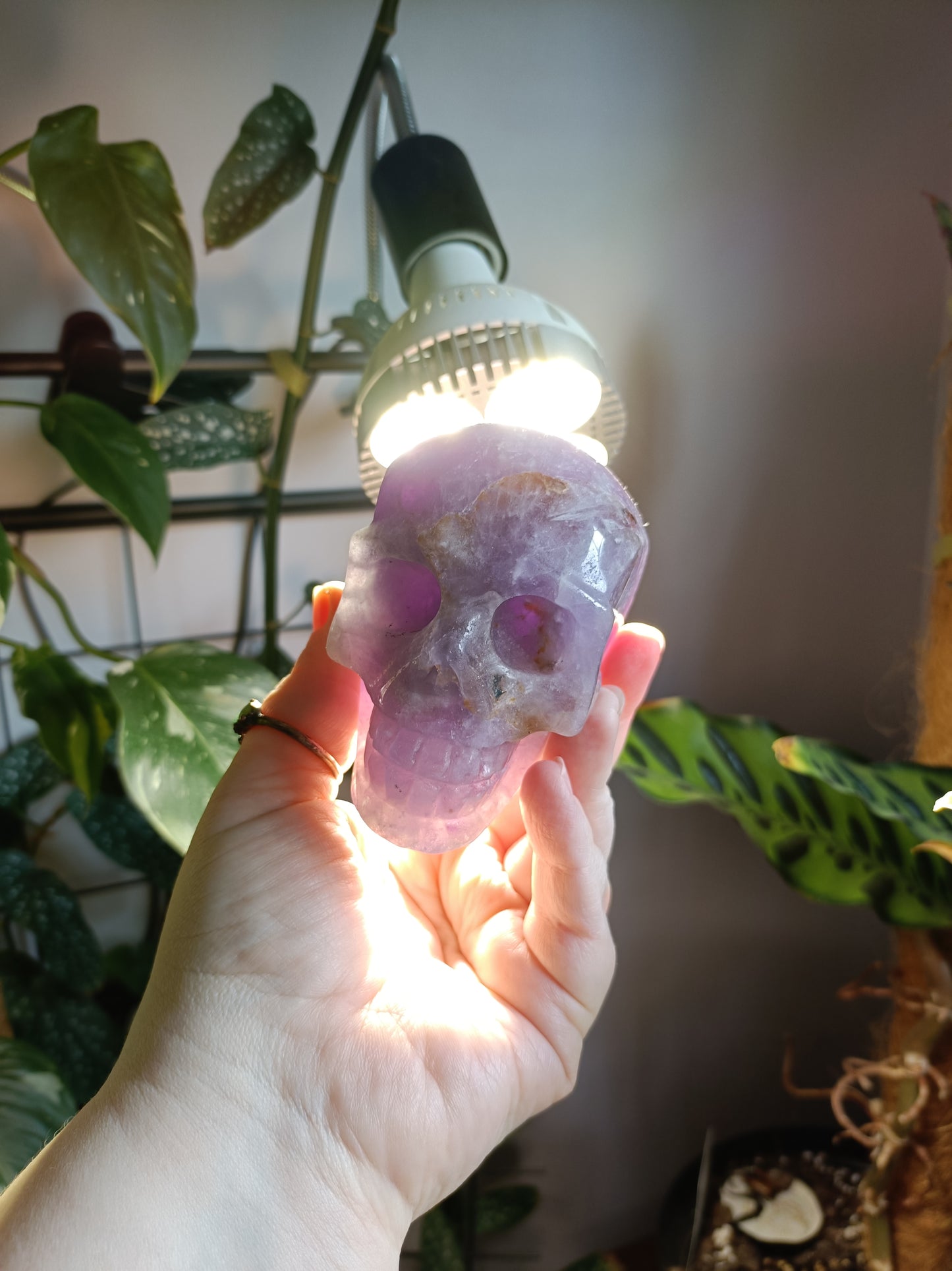 Amethyst Skull - 674g