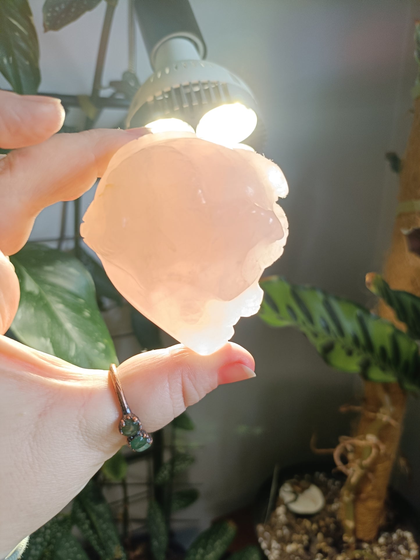 Rose Quartz Skull & Snake Carving - 262g