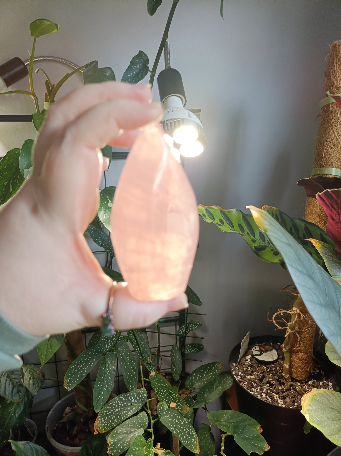 Rose Quartz & Golden Healer Teardrop Freeform - 238g