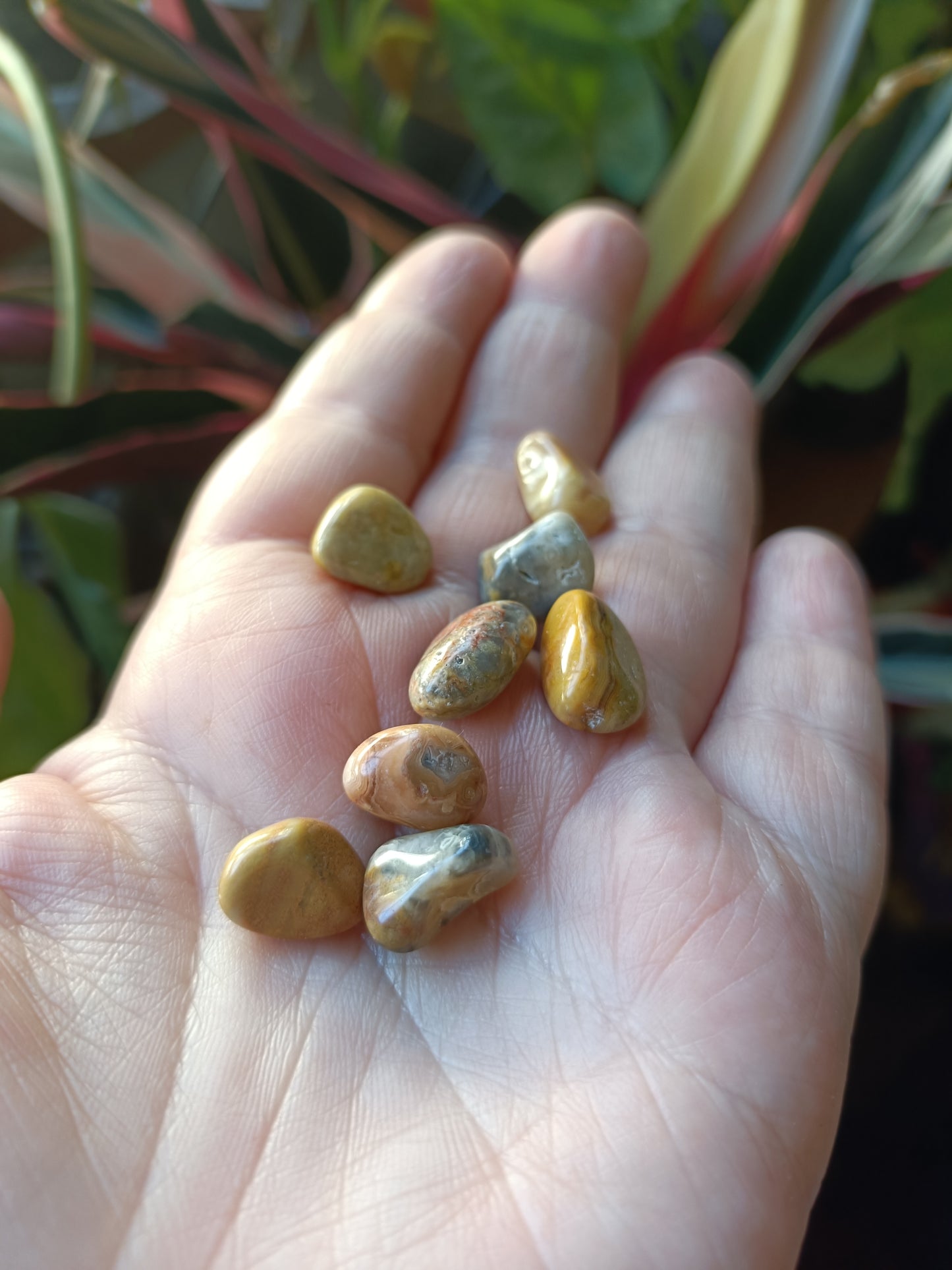 Crazy Lace Agate MINI Tumbles - 50g