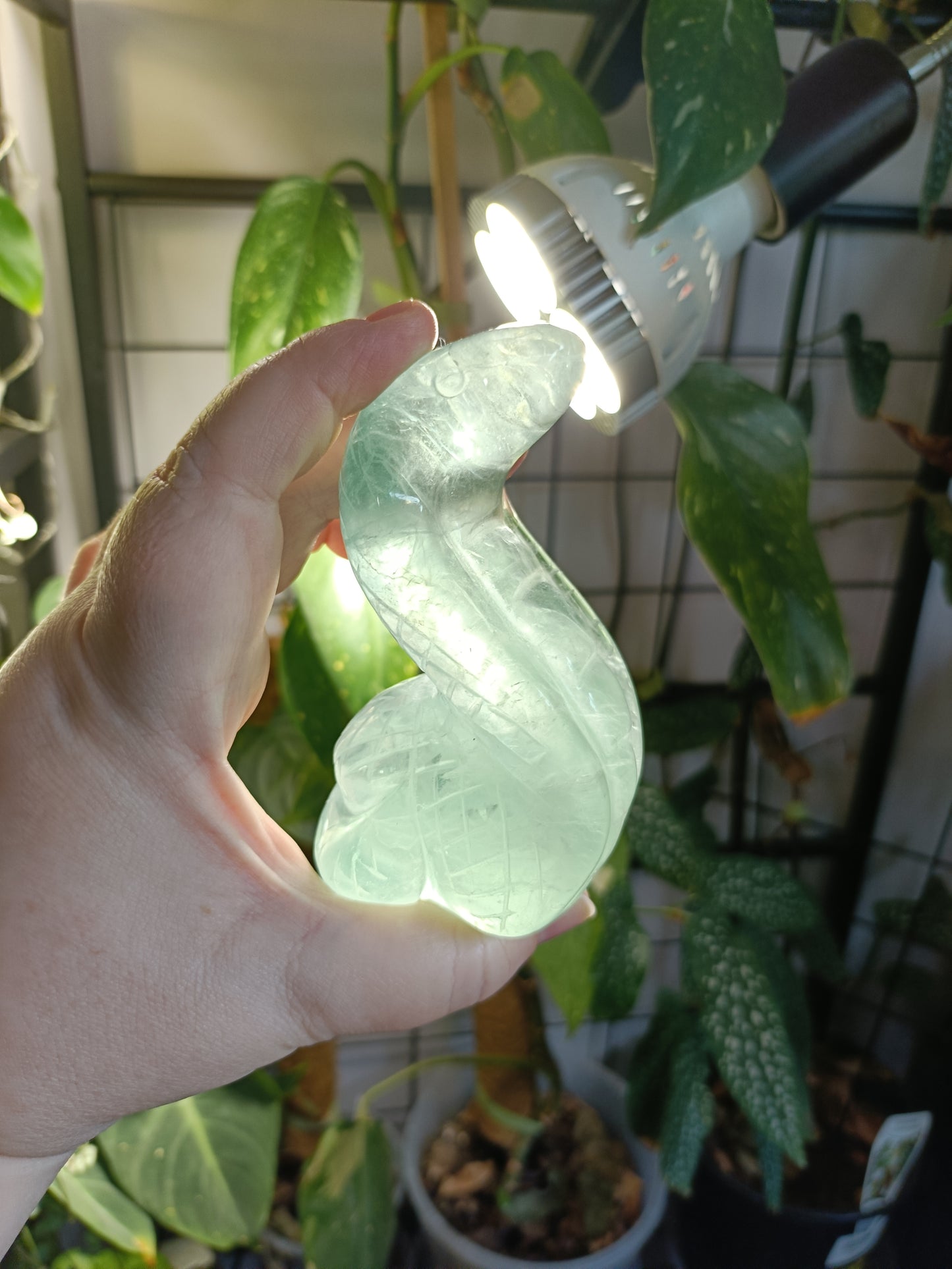 Green Fluorite Cobra - 408g