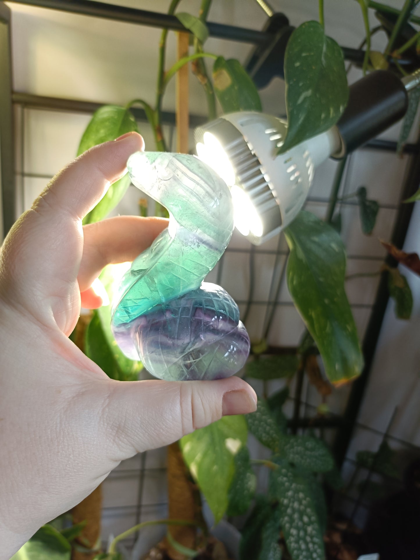 Rainbow Fluorite Cobra - 337g