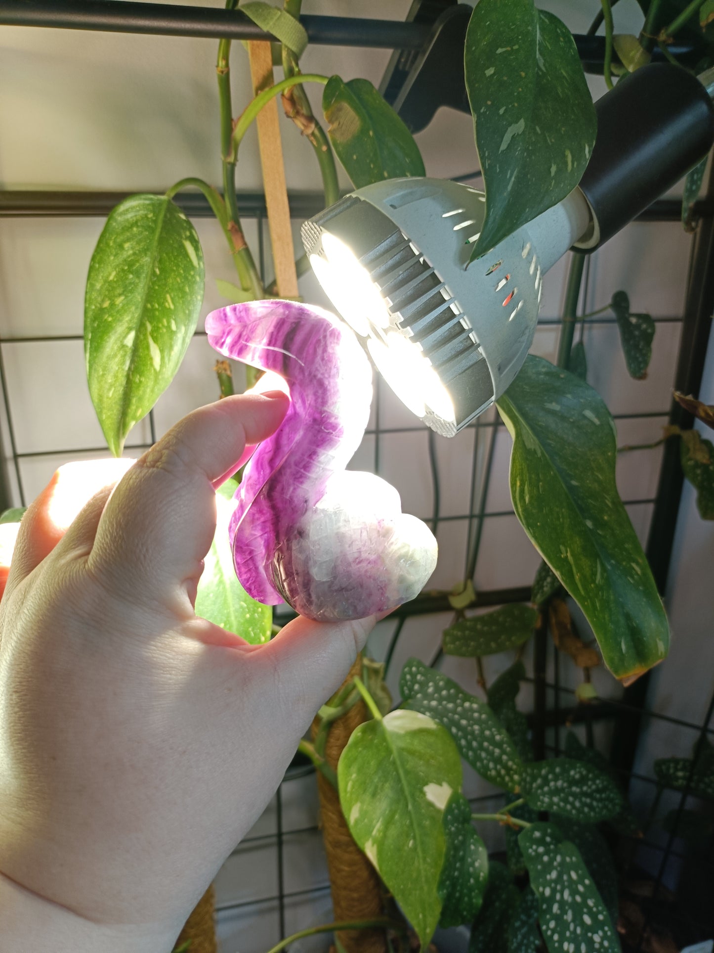 Rainbow Fluorite Cobra - 388g