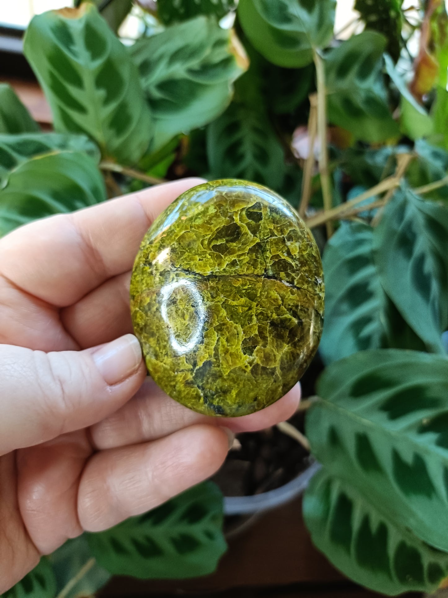Green Opal Palm Stones - 60-100g