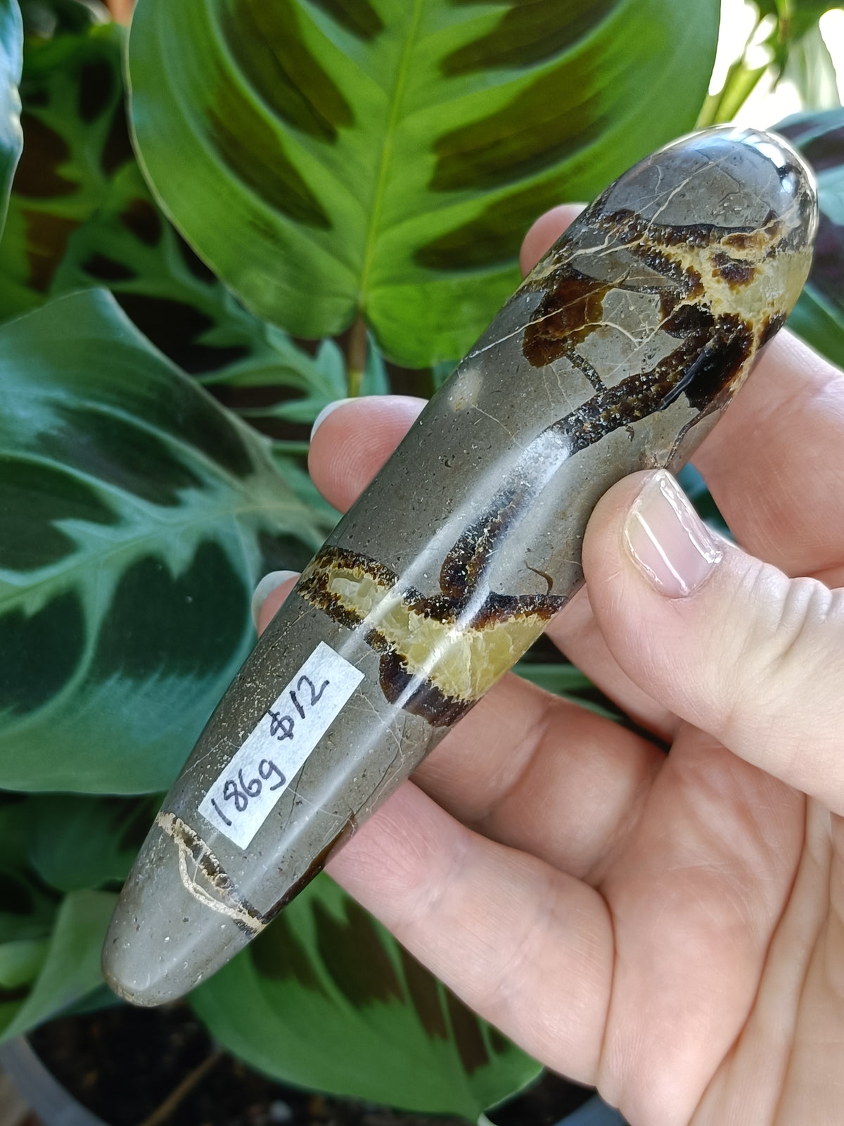 Septarian 'Dragon Stone' Wand - 186g