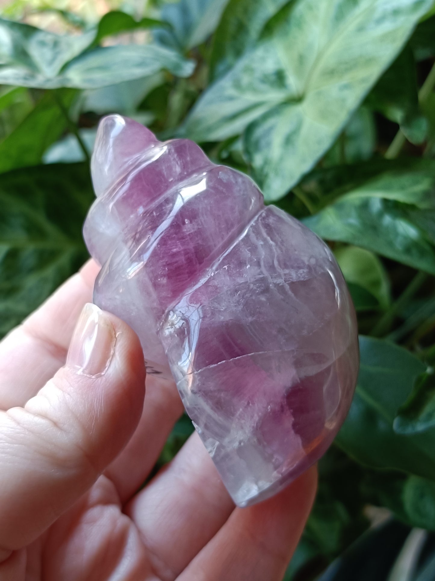 Fluorite Conch Shell Carving - 278g