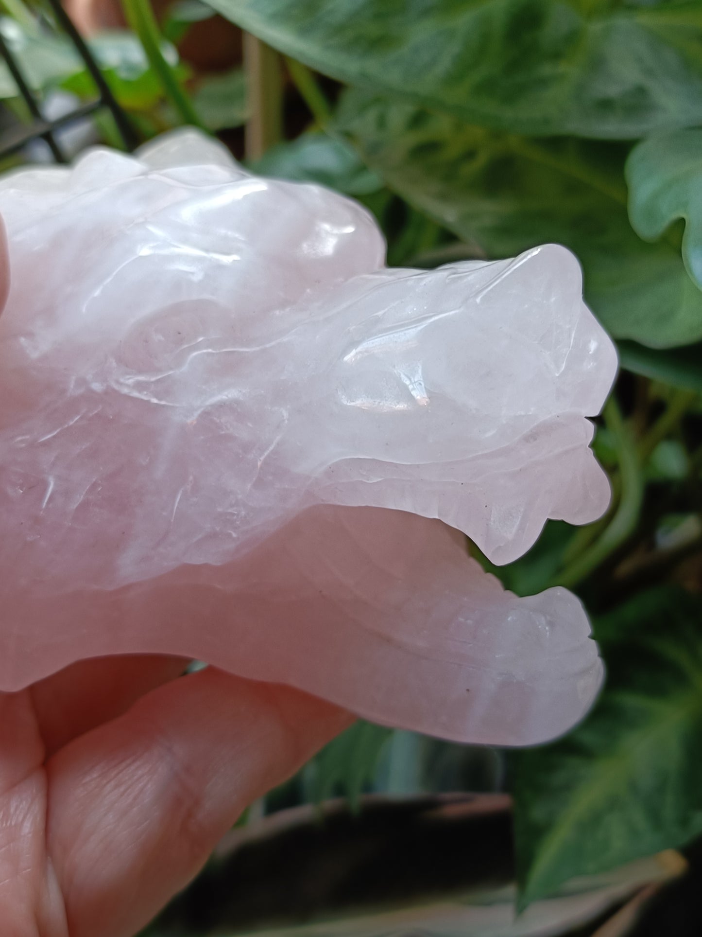 Rose Quartz Wolf Head Carving - 518g