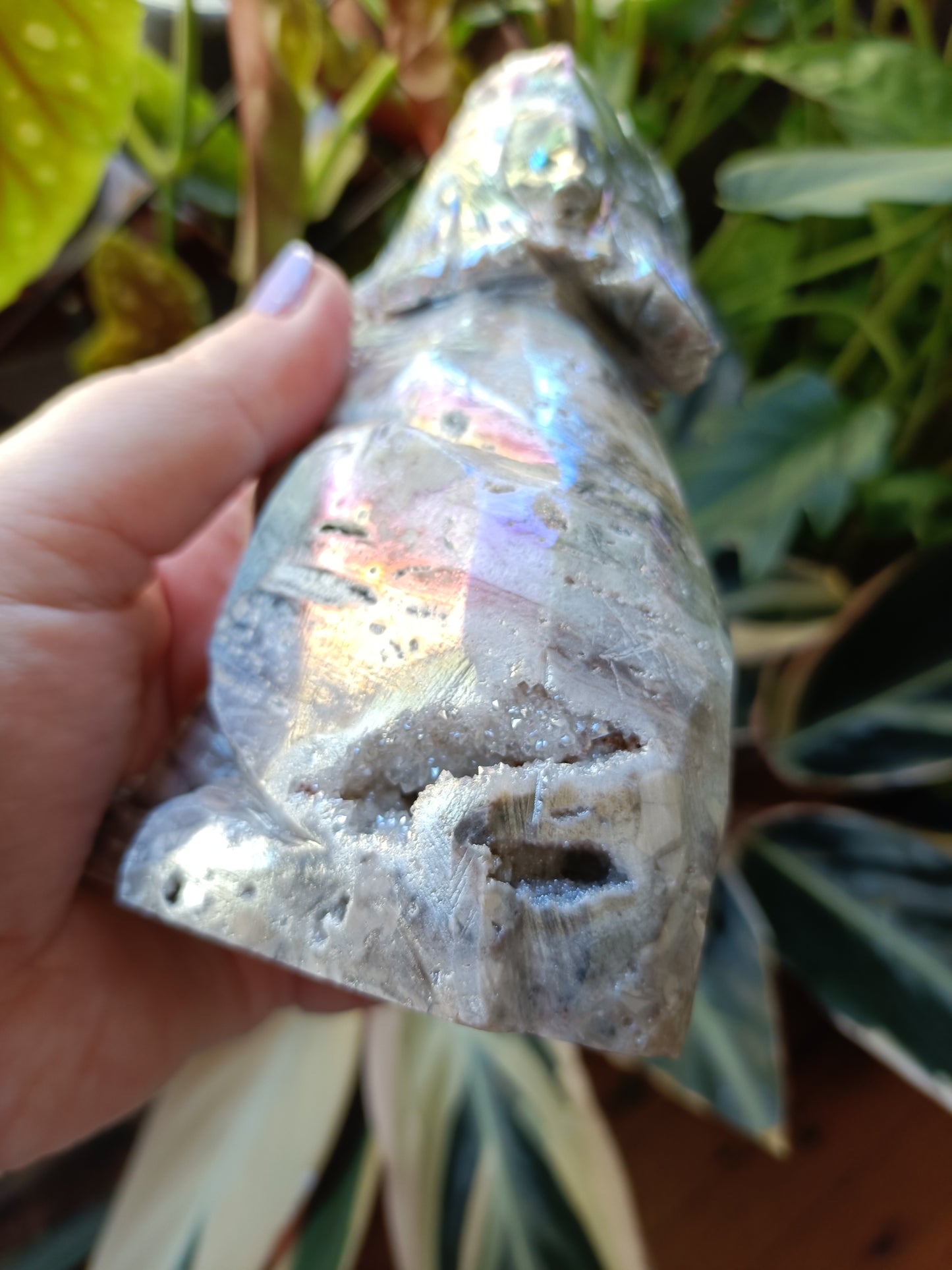 Aura Coated Brecciated Quartz Chalcedony Wolf - 787g