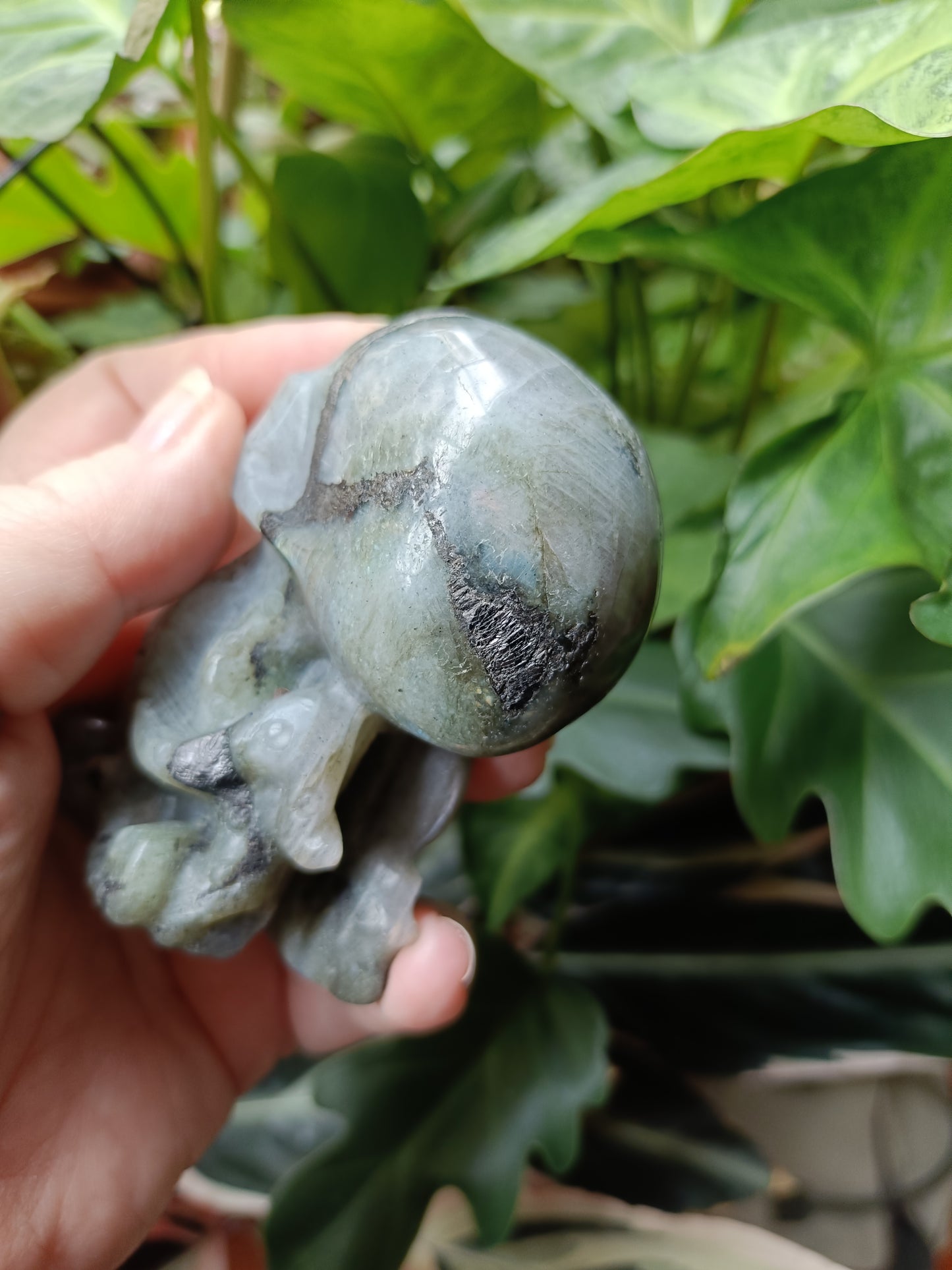 Labradorite Octopus Skull Carving - 247g