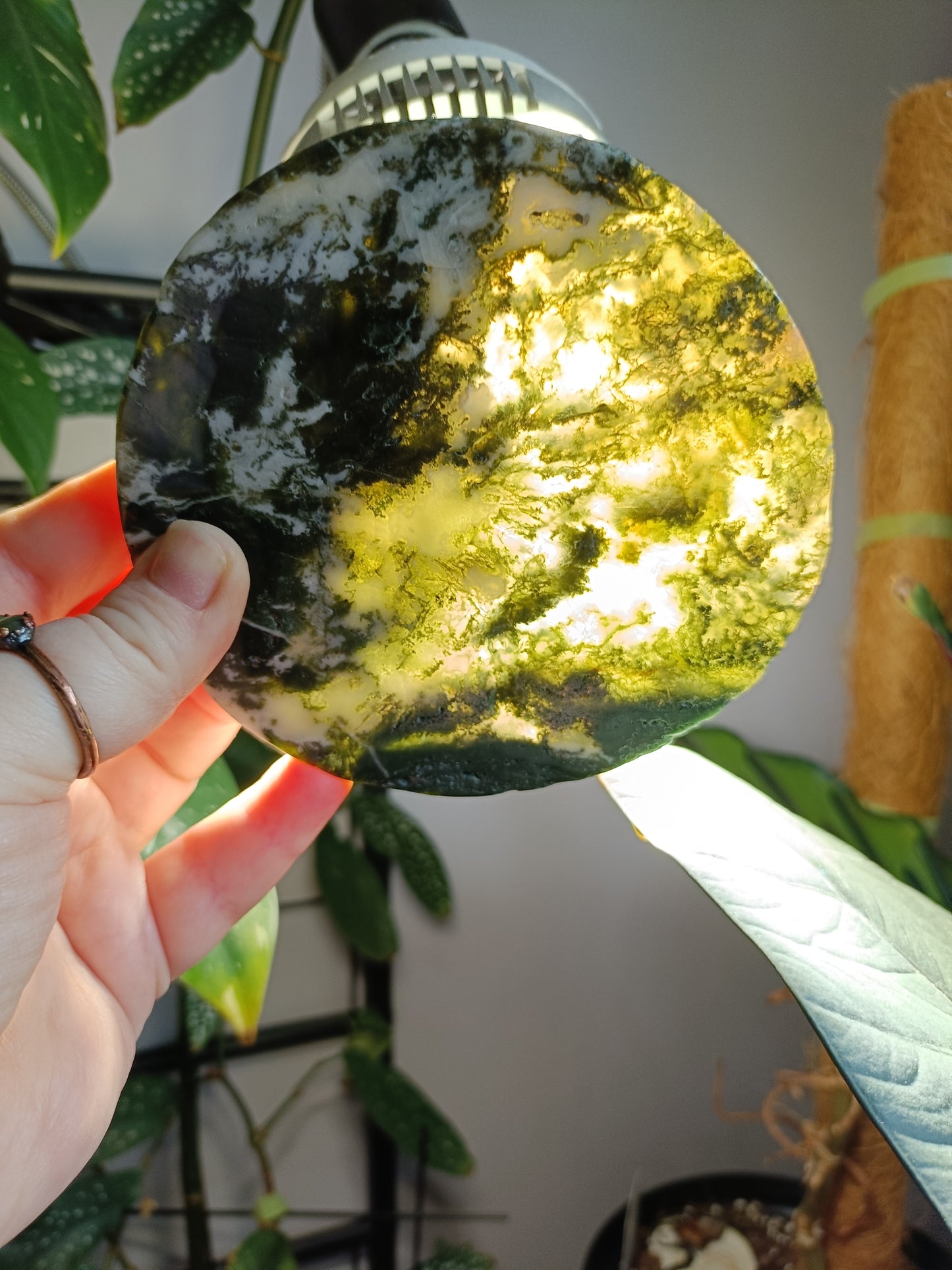 Moss Agate Polished Disc - 243g