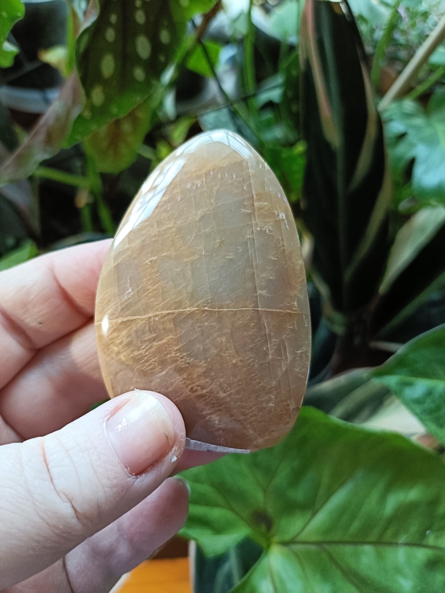 Peach Moonstone Teardrop Carvings - 84g