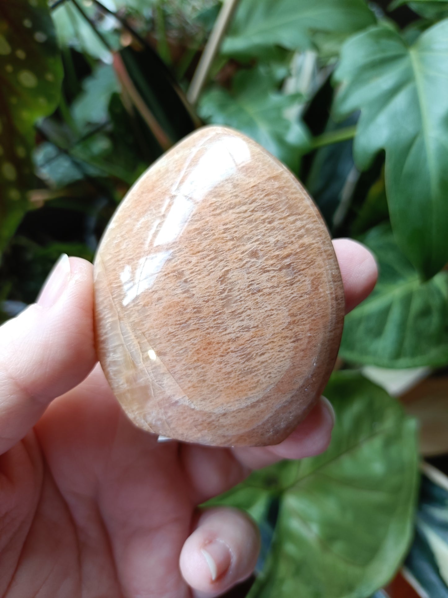 Peach Moonstone Teardrop Carvings - 128g
