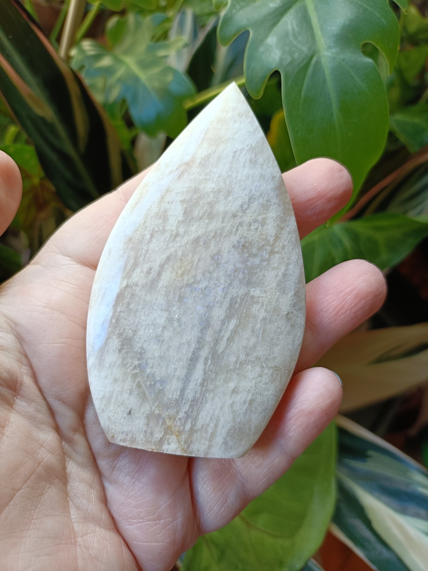Blue Flash Moonstone Teardrop Carvings - 130g