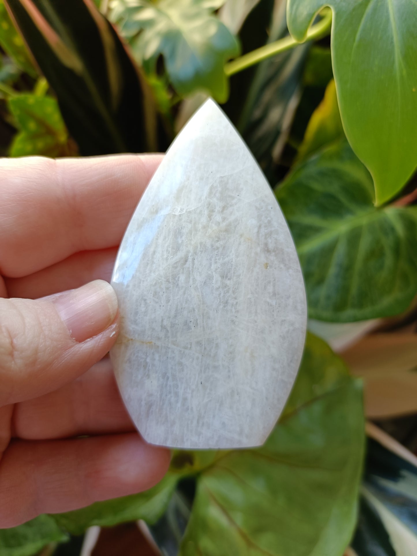 Blue Flash Moonstone Teardrop Carvings - 66g