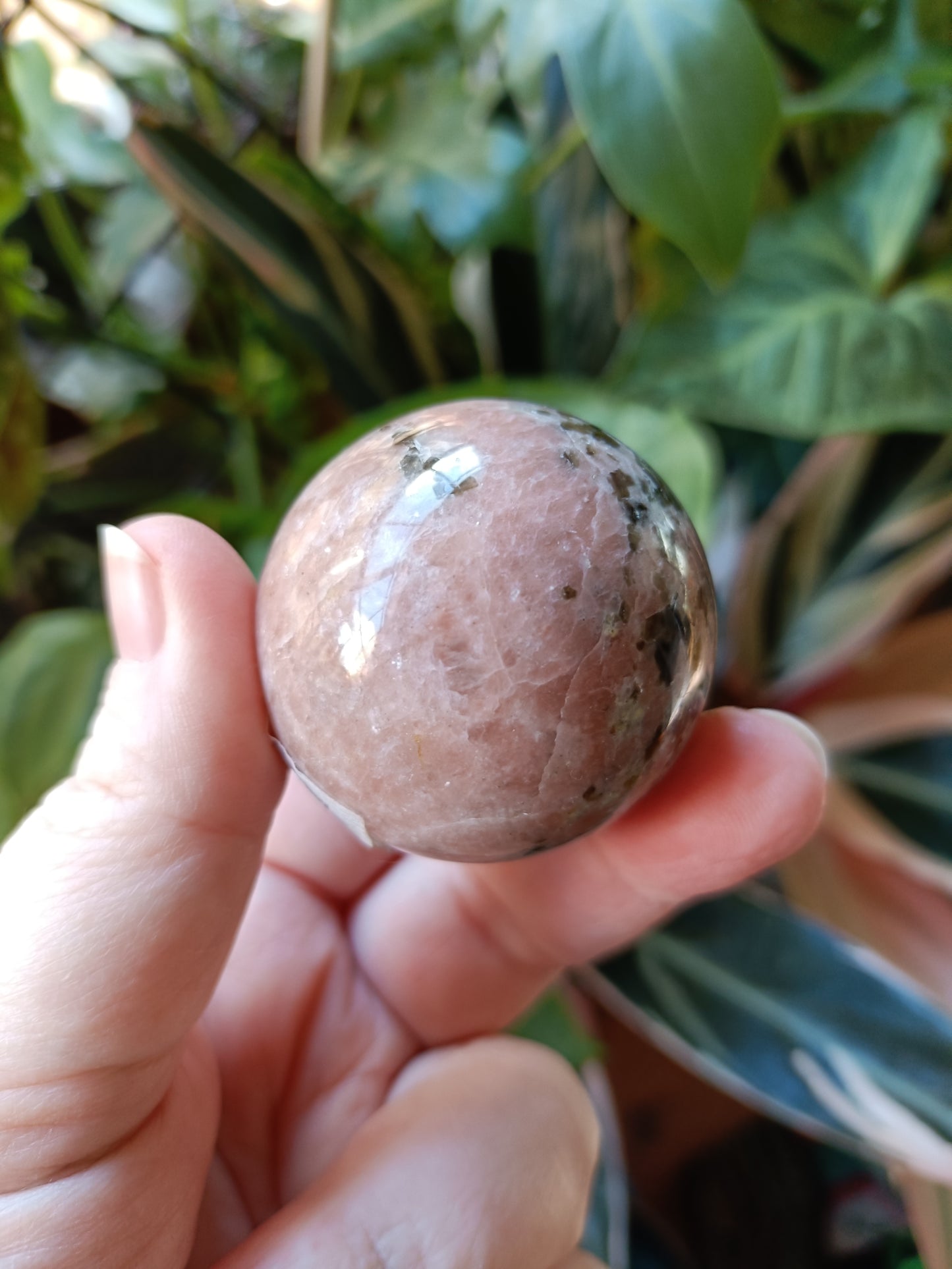 Plum Blossom 'Jade' - 122g