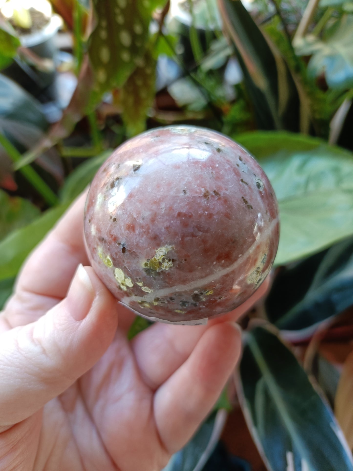 Plum Blossom 'Jade' - 249g