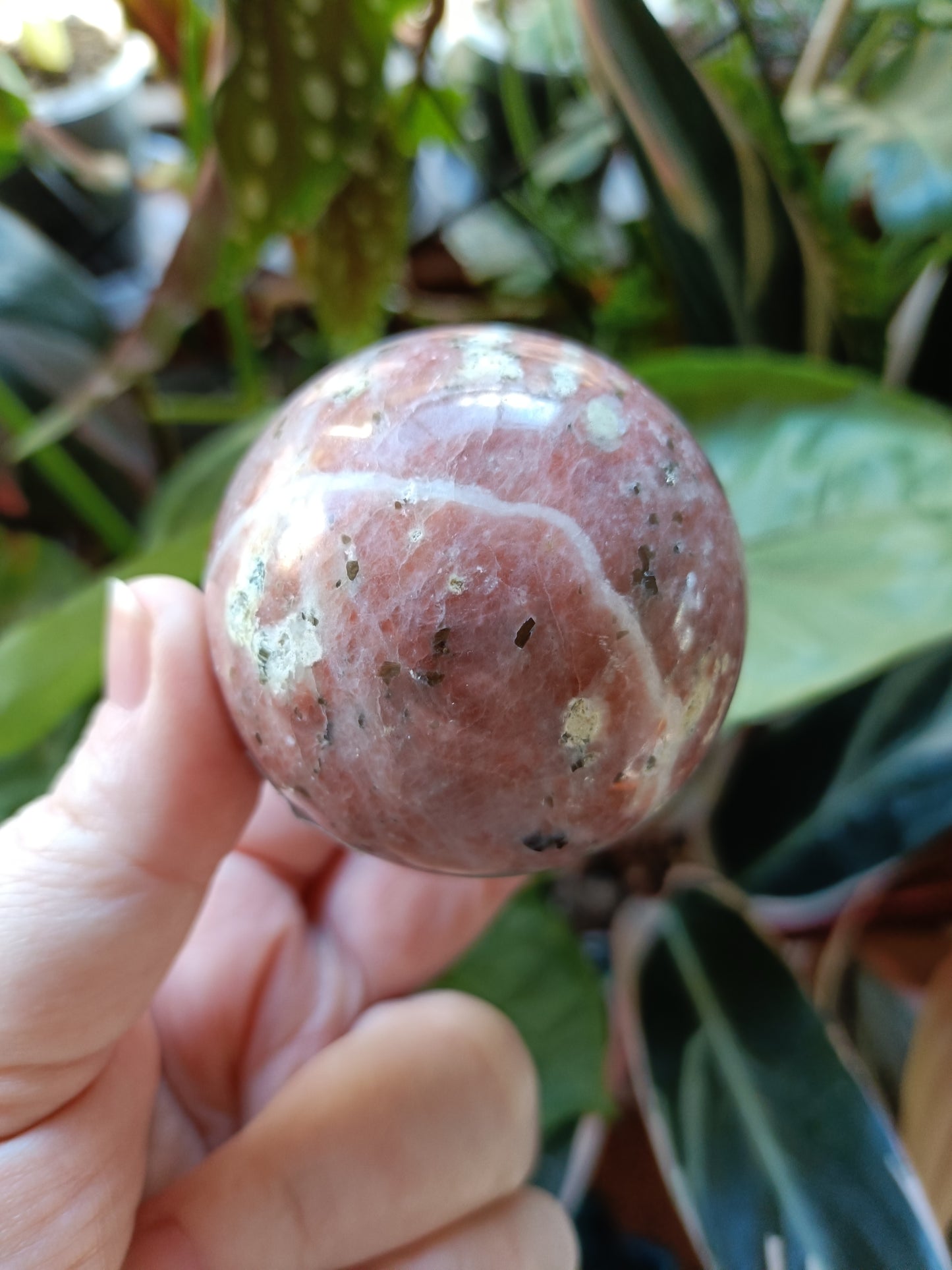 Plum Blossom 'Jade' - 249g