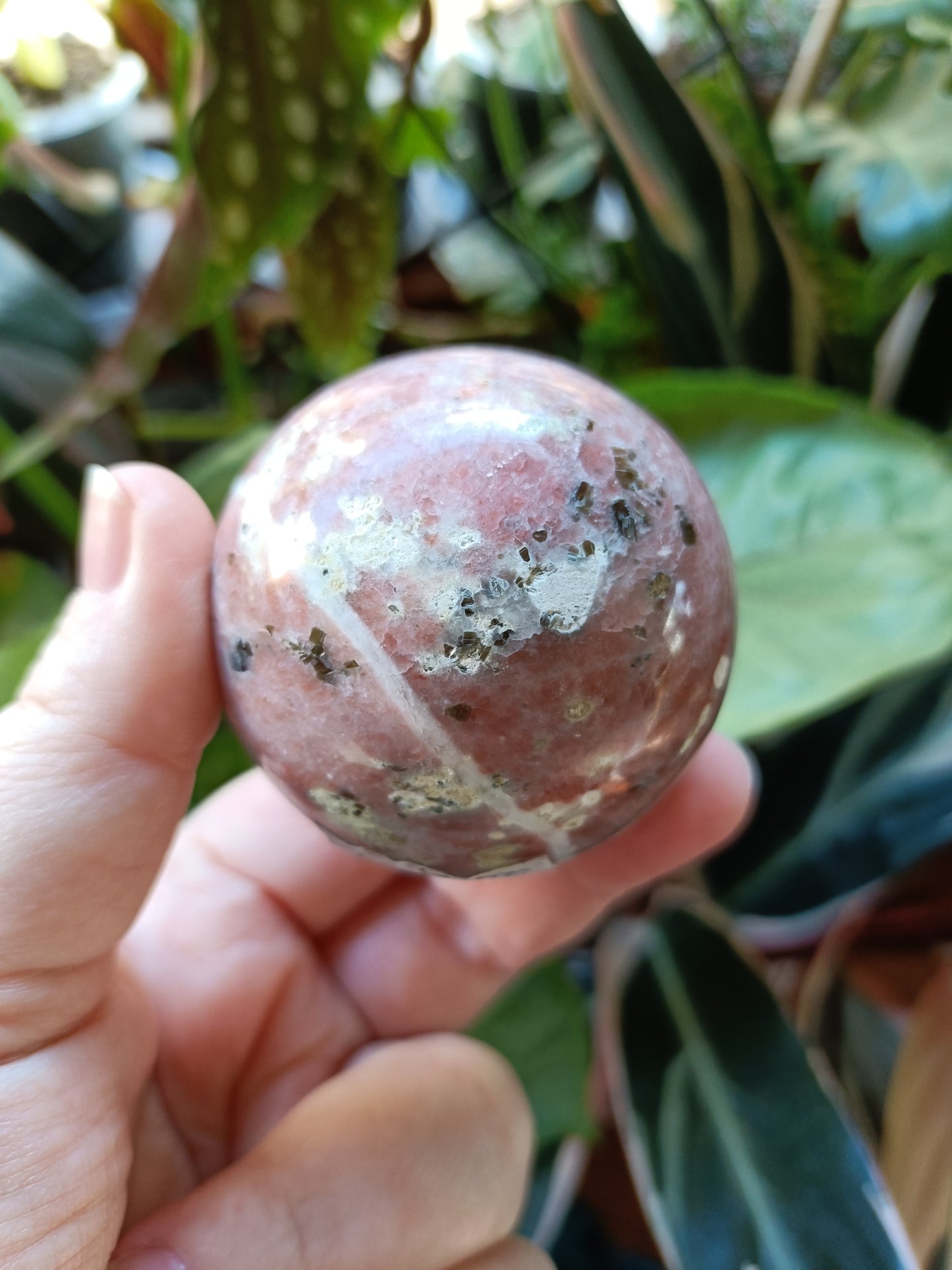 Plum Blossom 'Jade' - 249g