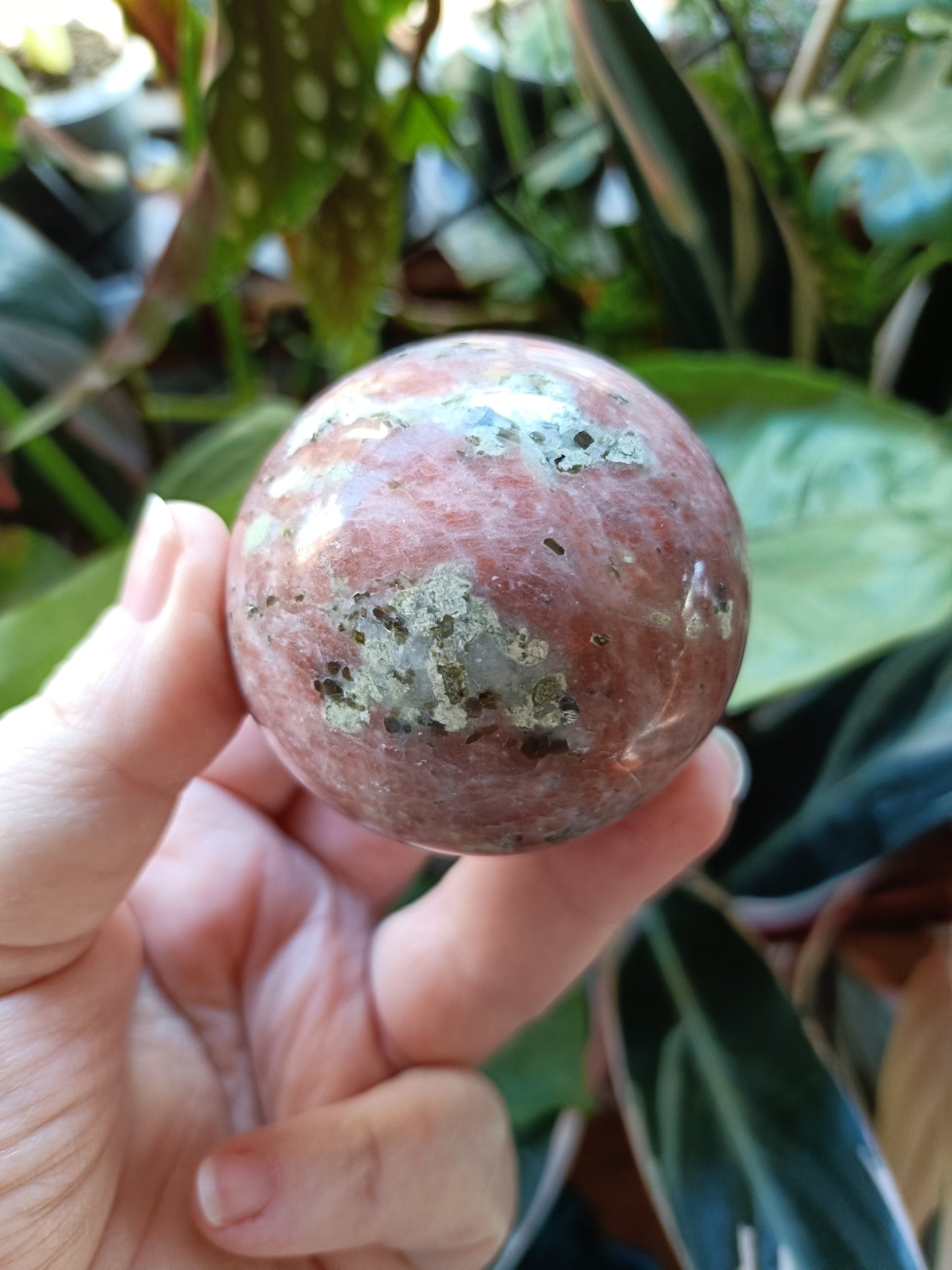 Plum Blossom 'Jade' - 249g