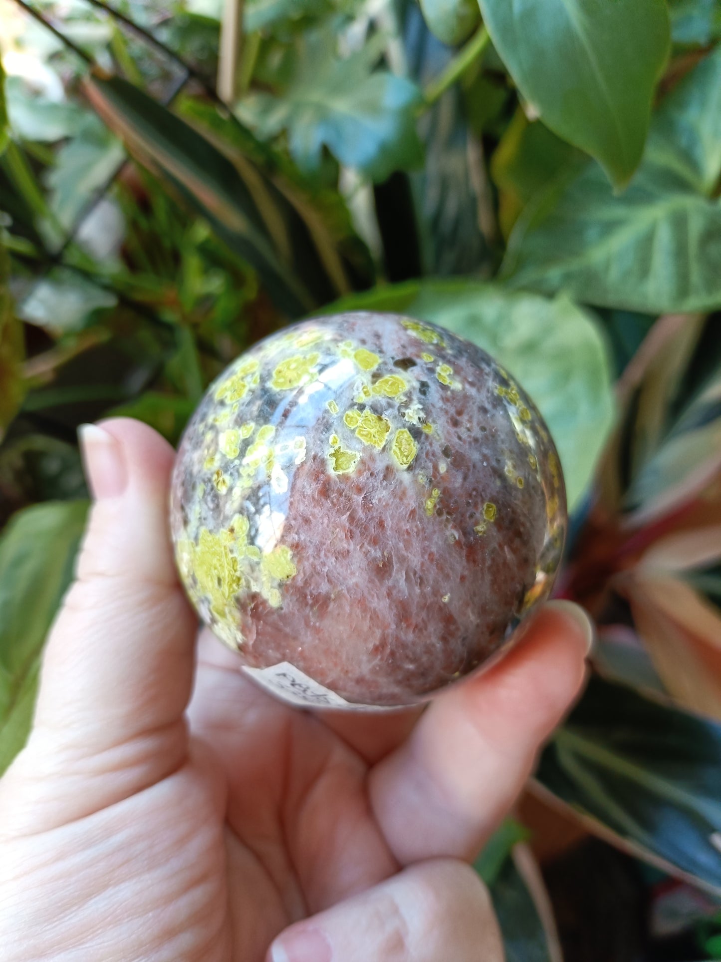 Plum Blossom 'Jade' - 338g