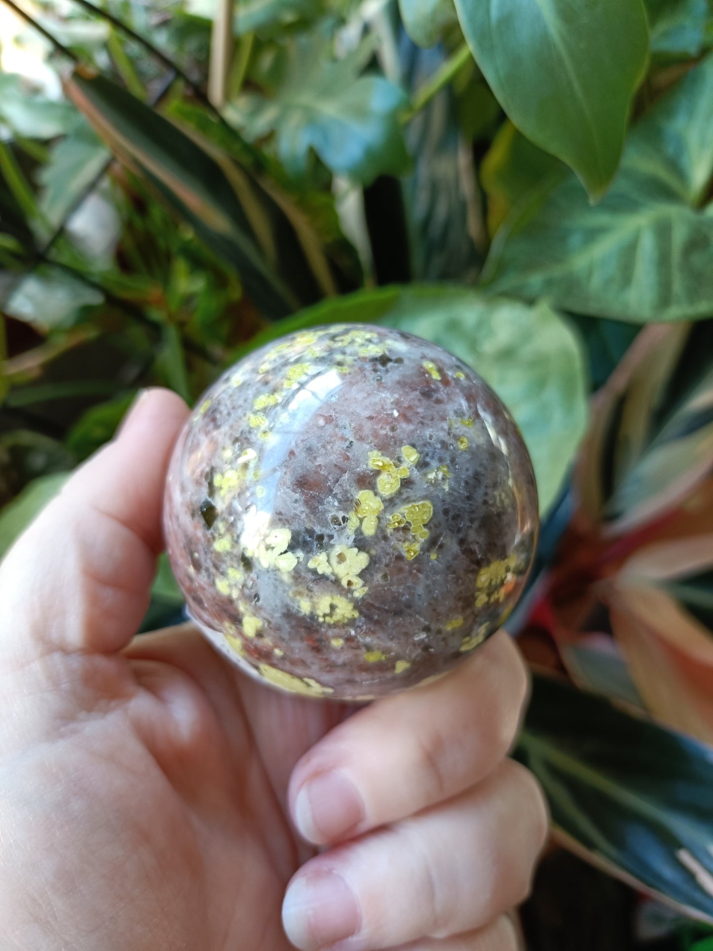 Plum Blossom 'Jade' - 338g