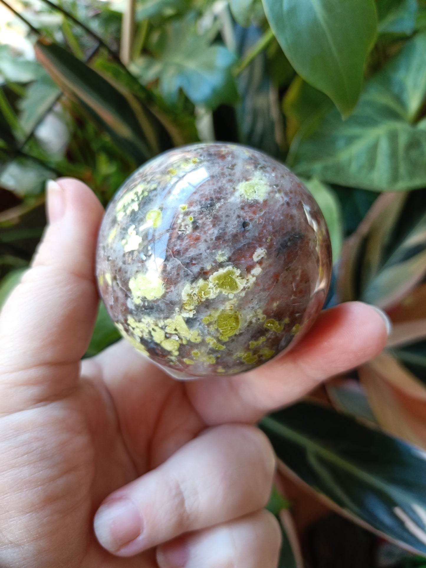 Plum Blossom 'Jade' - 338g
