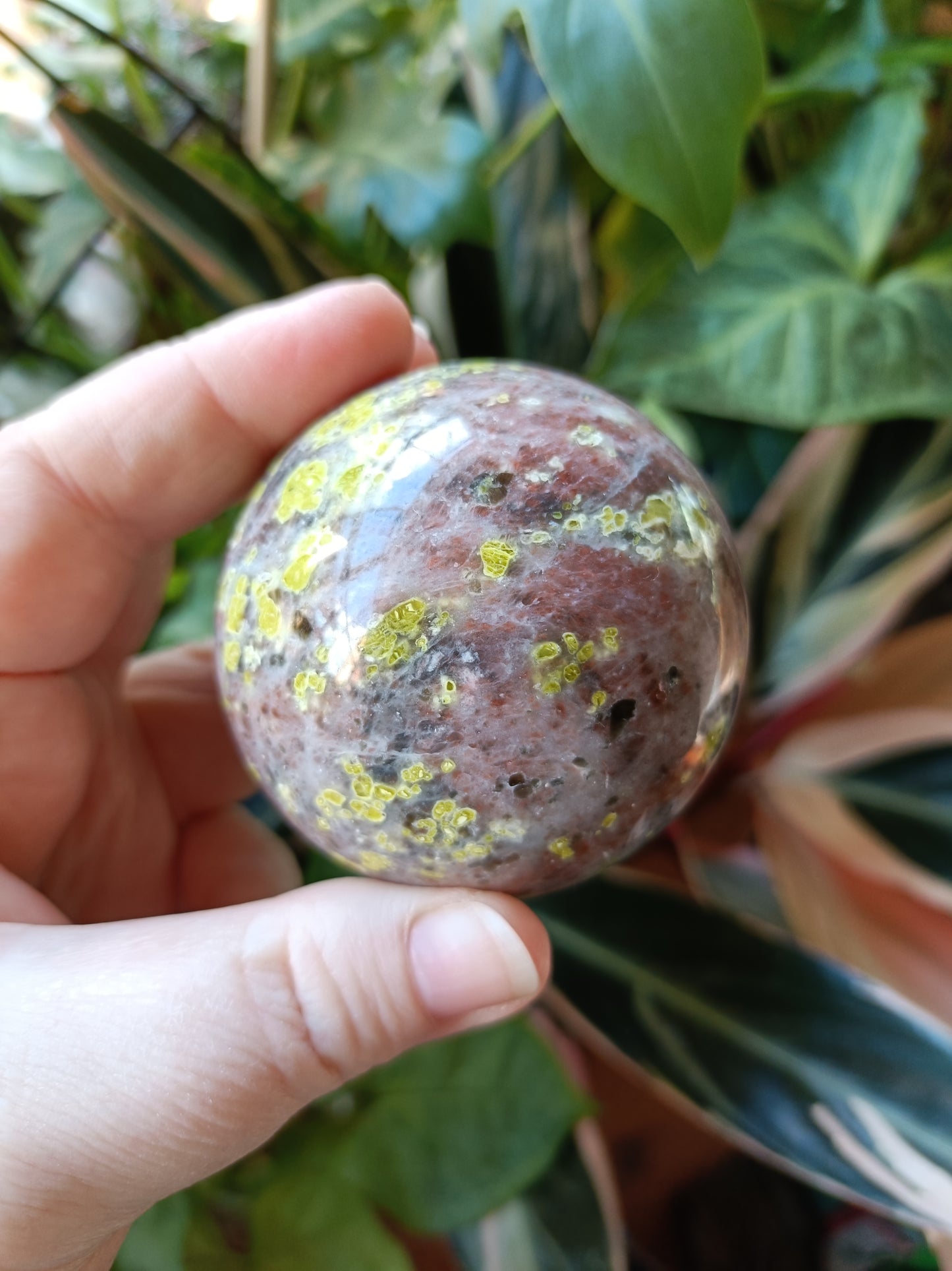 Plum Blossom 'Jade' - 338g
