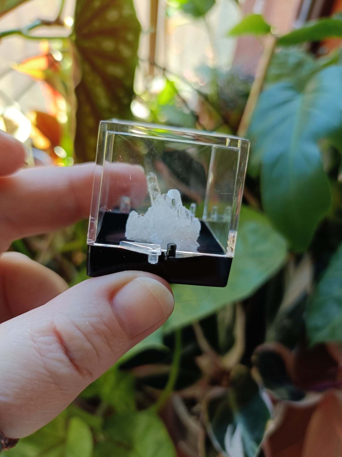 Mini Specimen Boxes