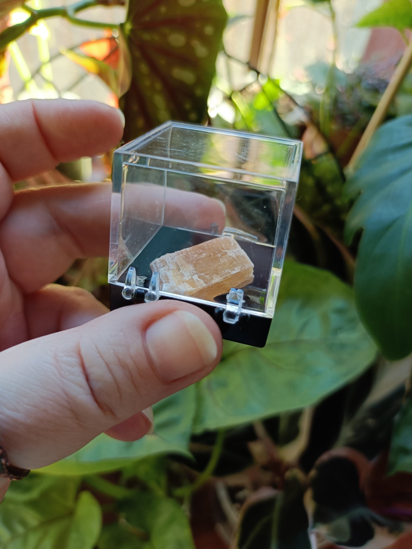 Mini Specimen Boxes