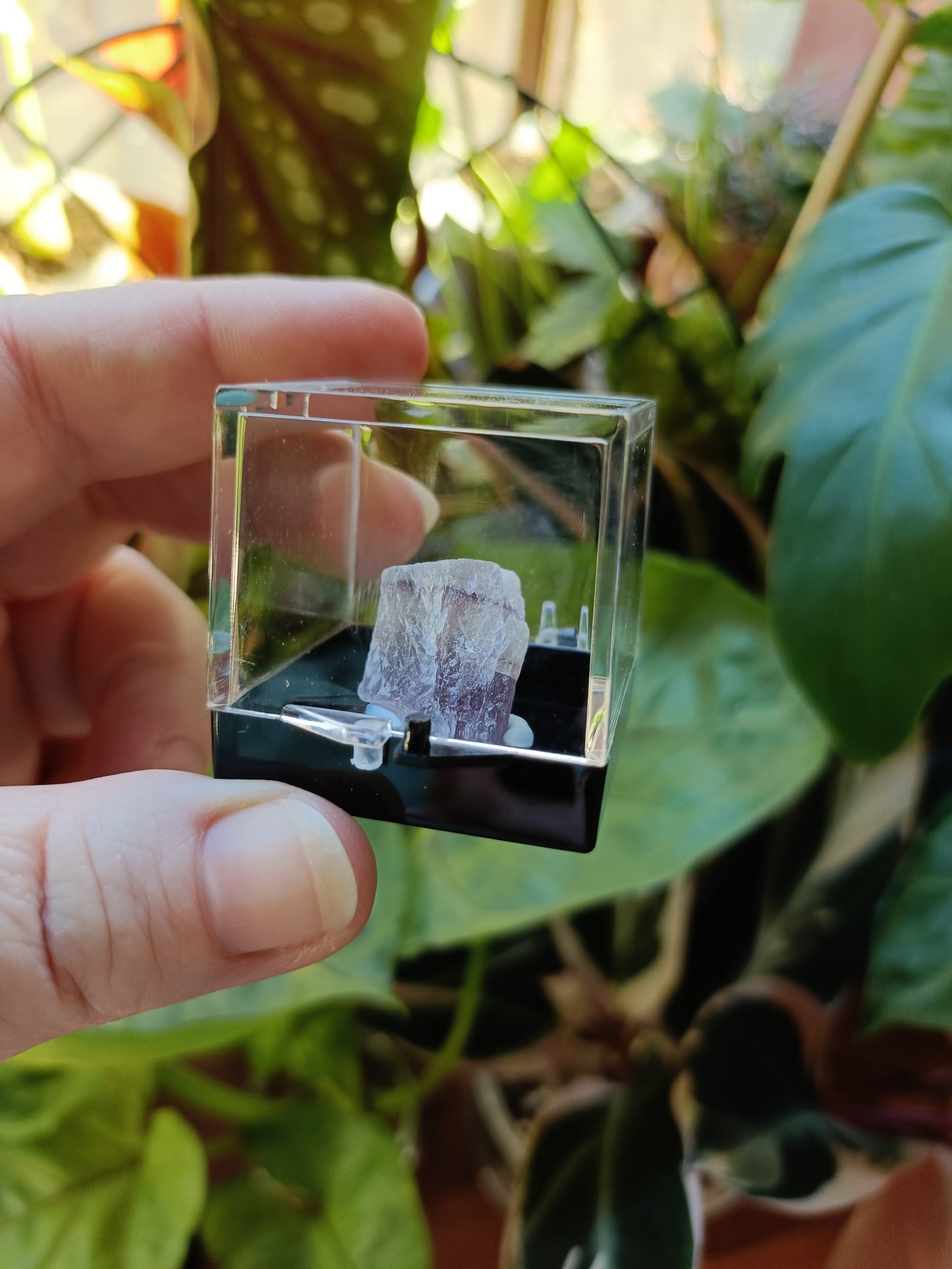 Mini Specimen Boxes