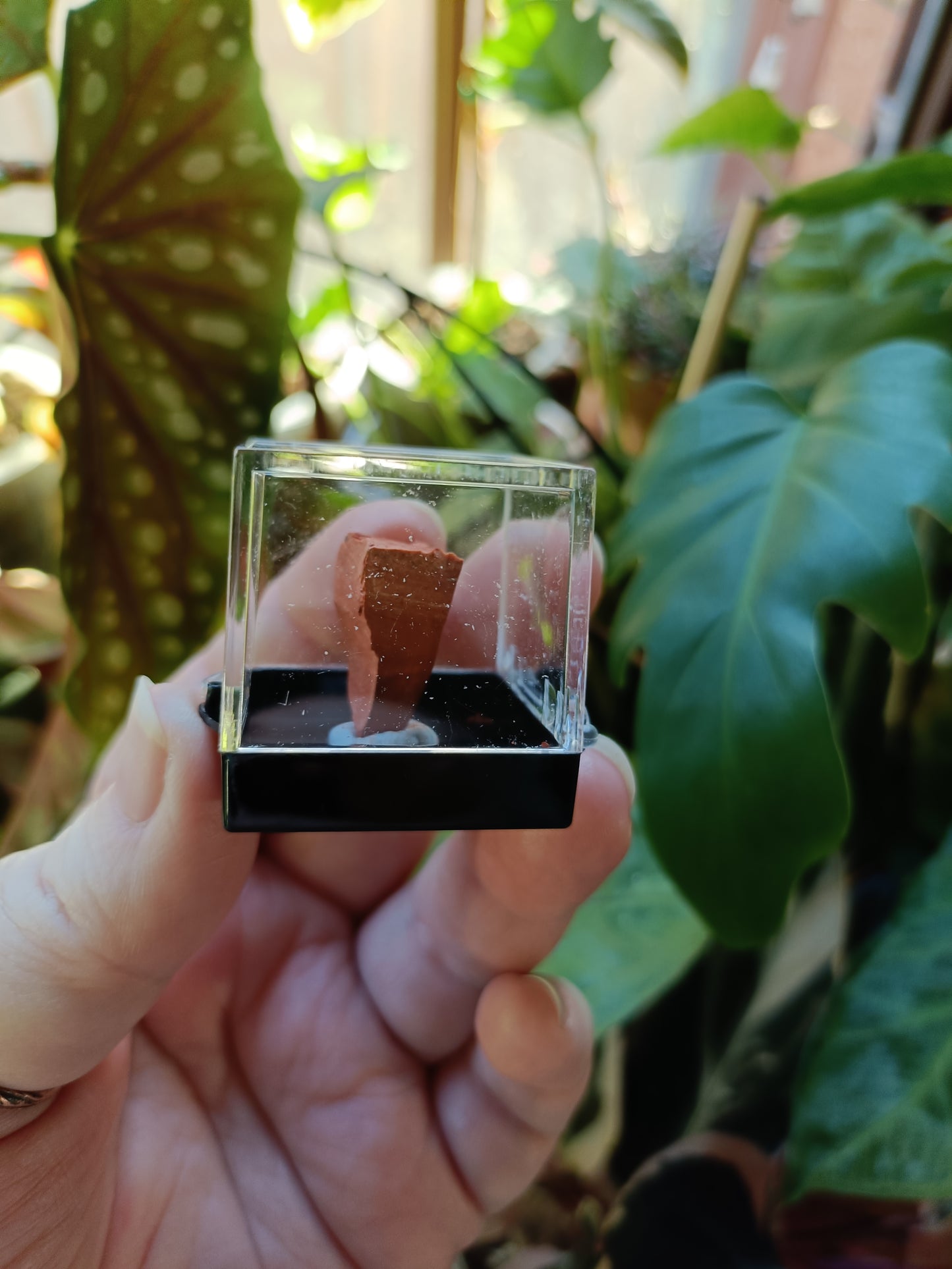 Mini Specimen Boxes