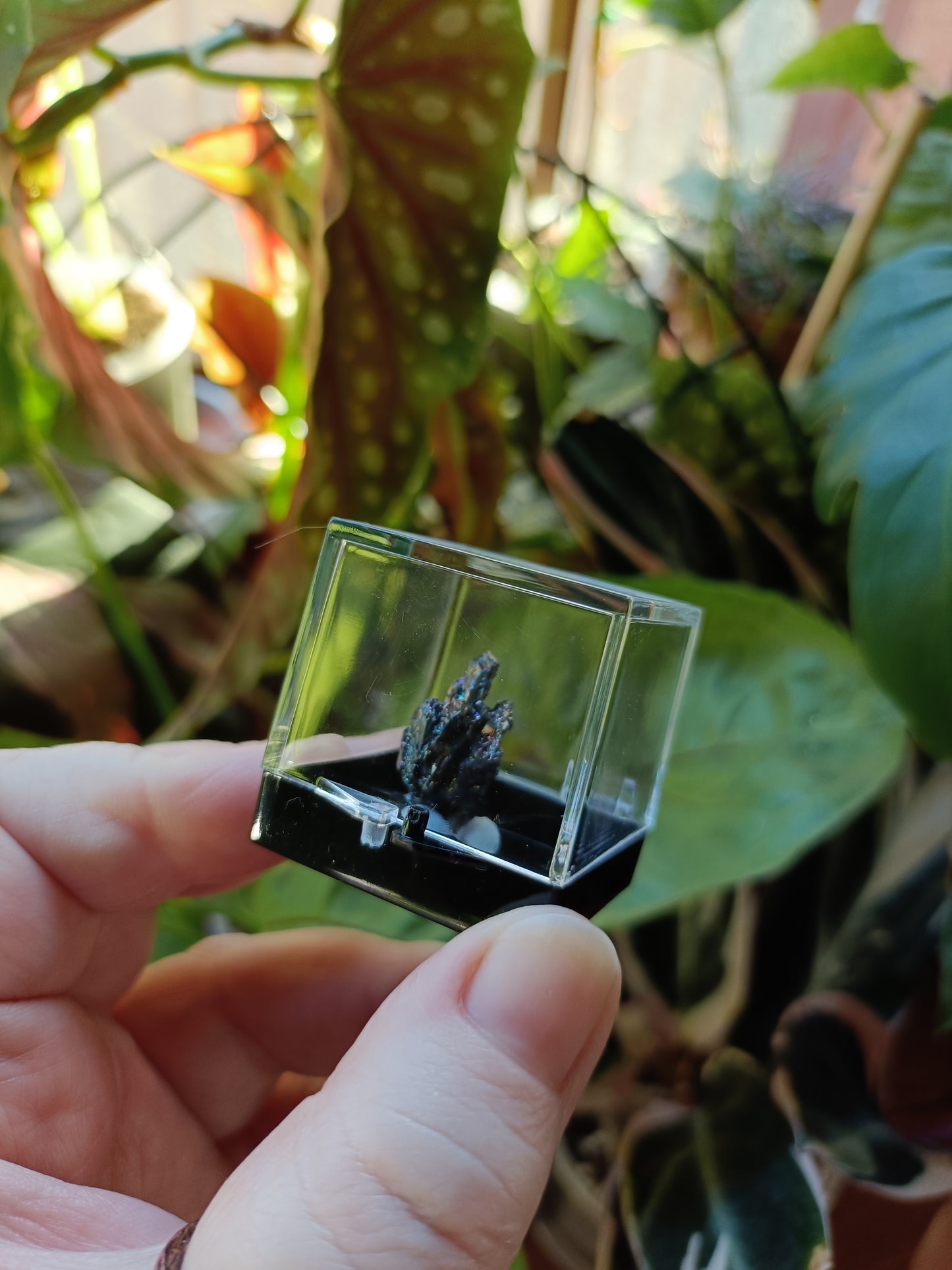 Mini Specimen Boxes