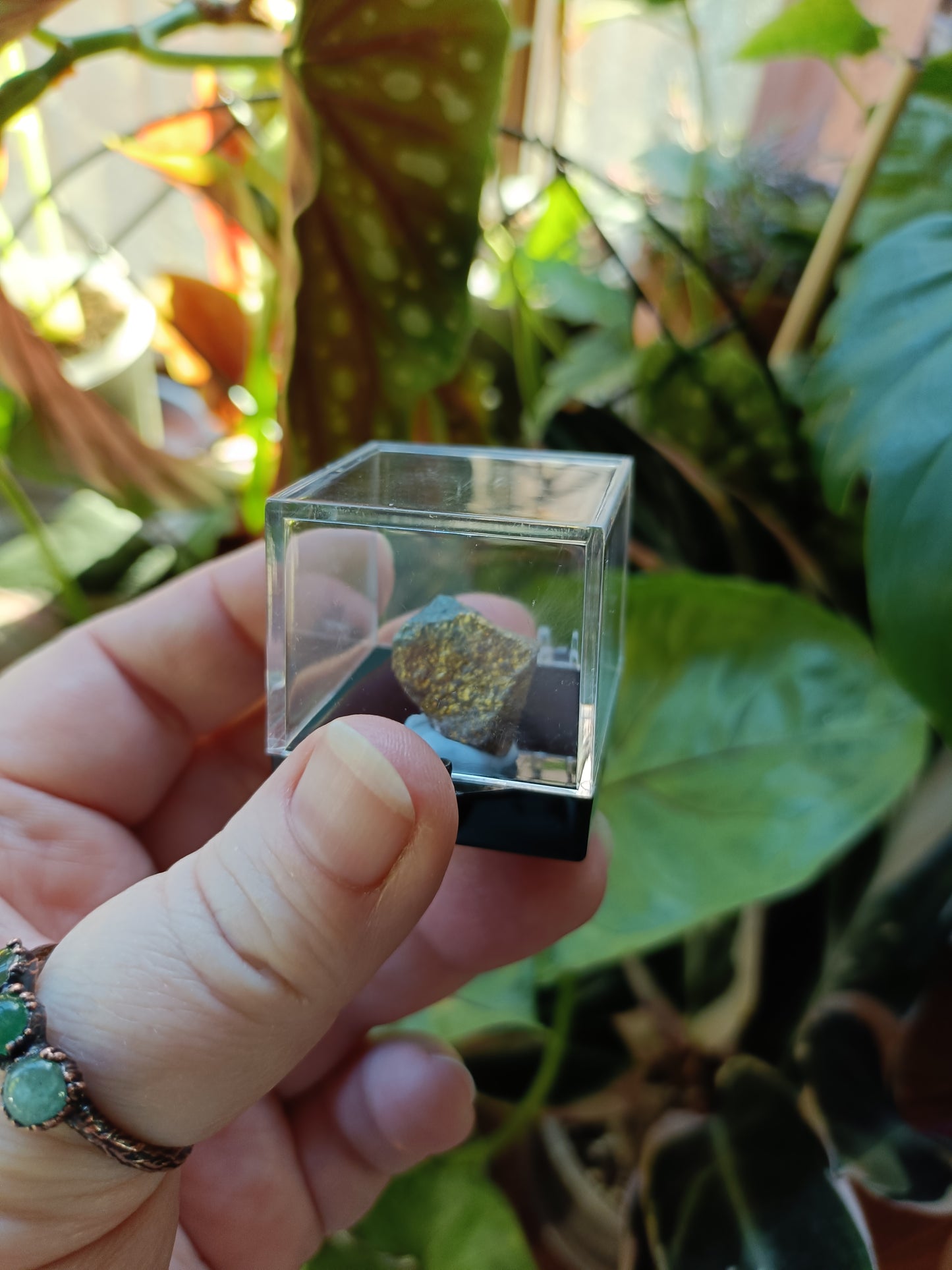 Mini Specimen Boxes