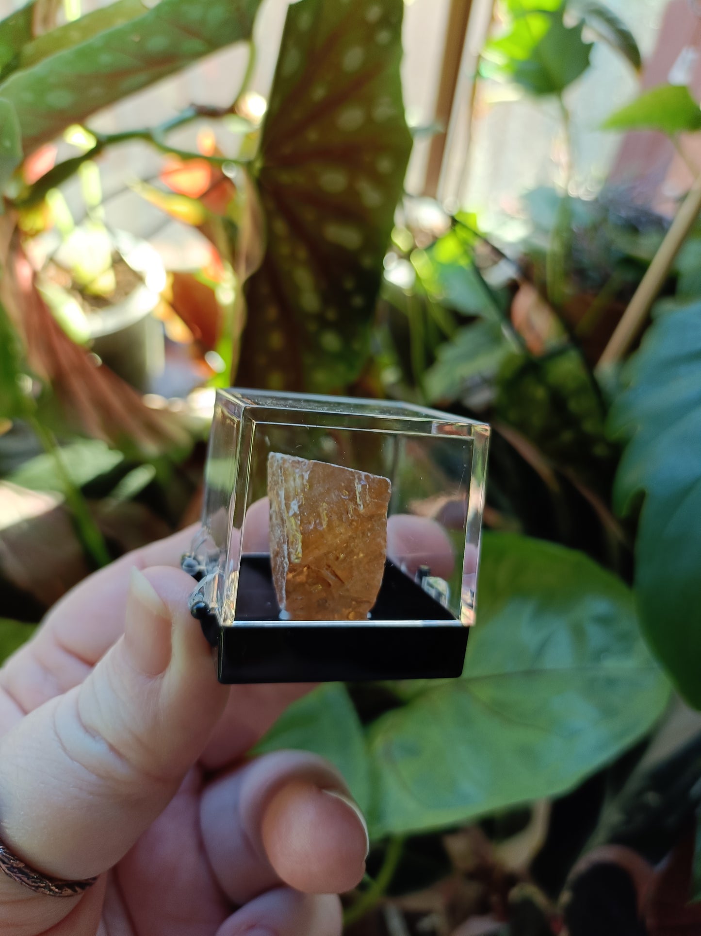Mini Specimen Boxes
