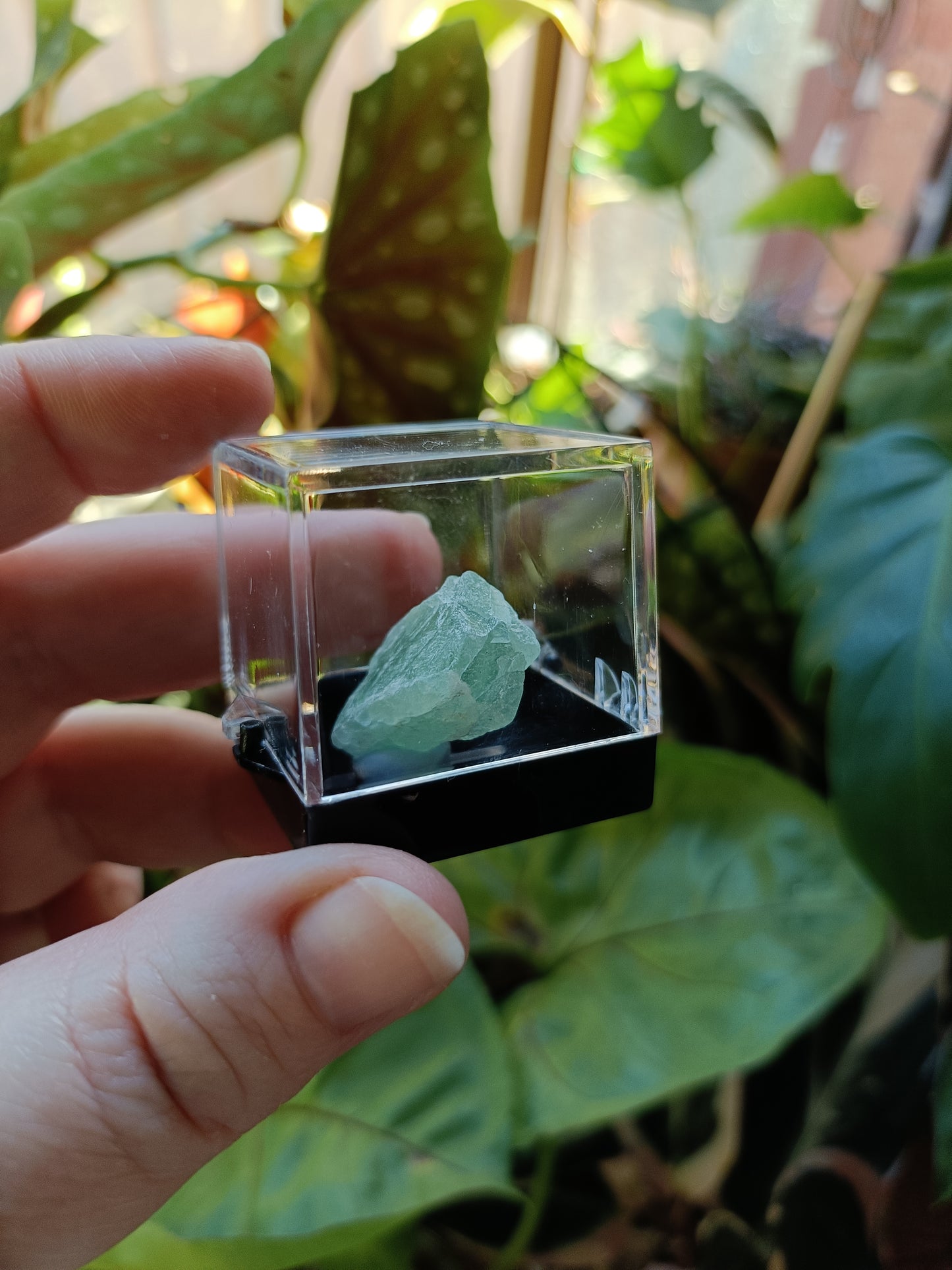 Mini Specimen Boxes