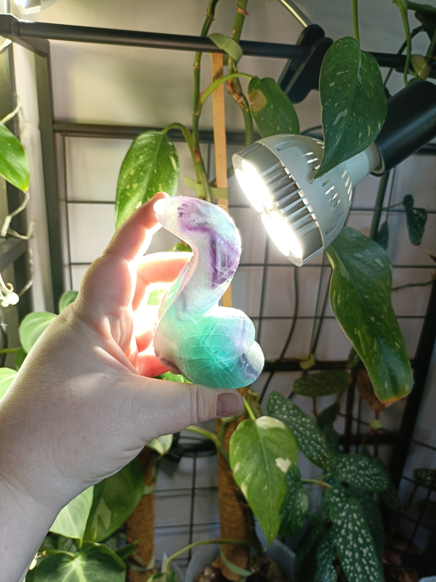 Rainbow Fluorite Cobra - 360g