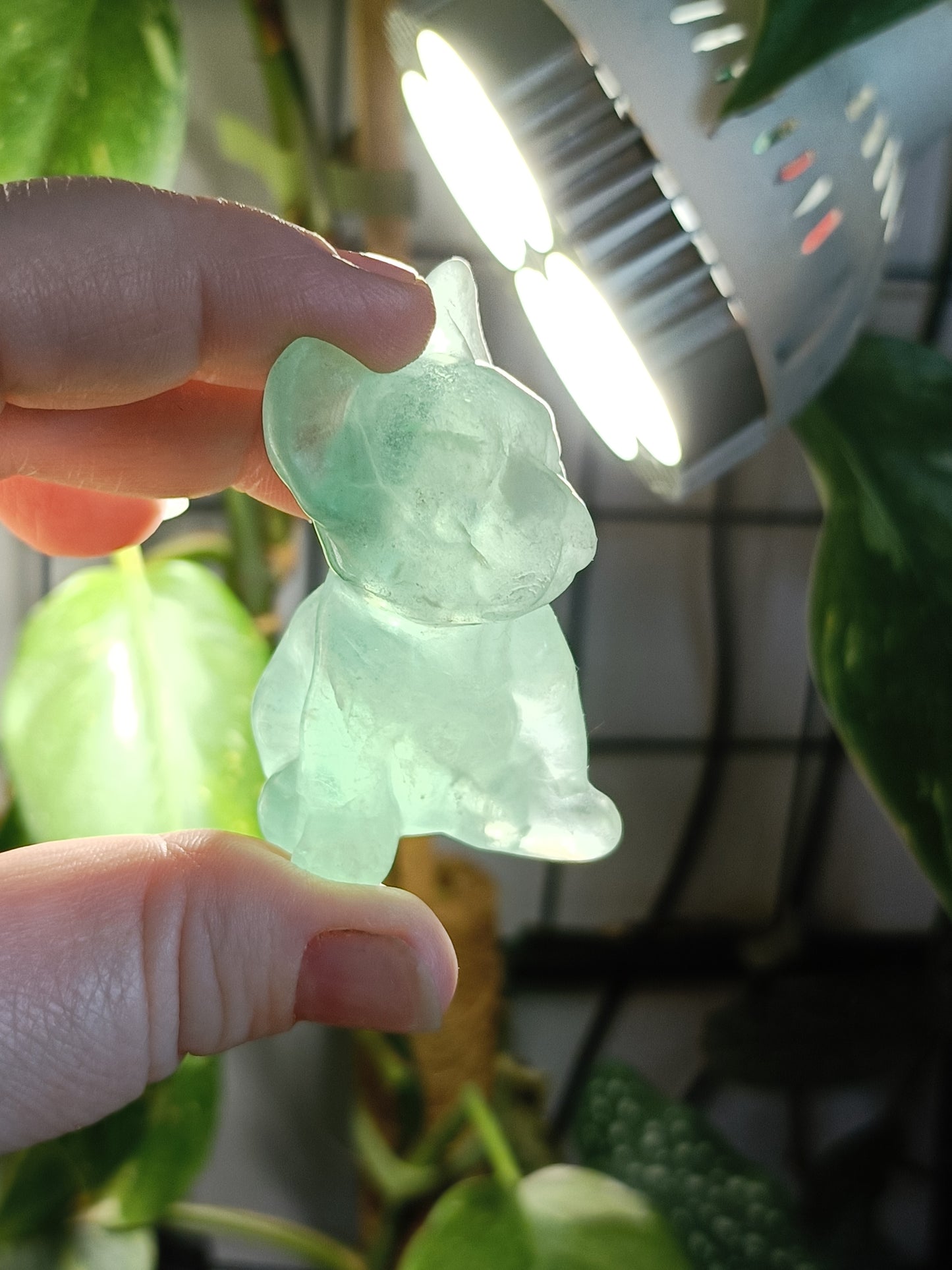 Green Fluorite French Bulldog Carving - 81
