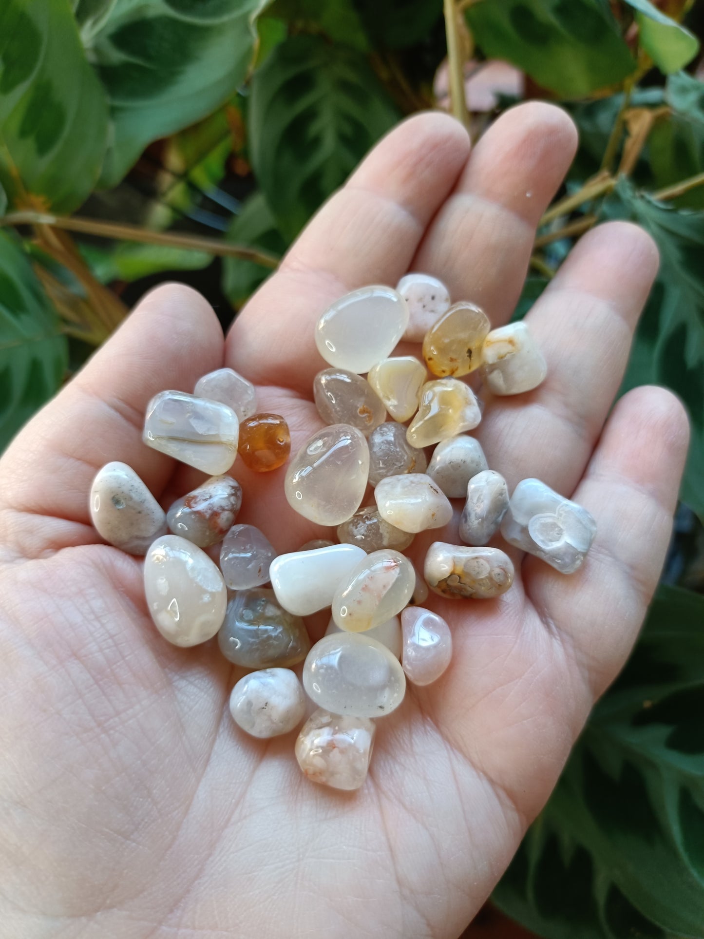 Flower Agate SMALL Tumbles - 50g