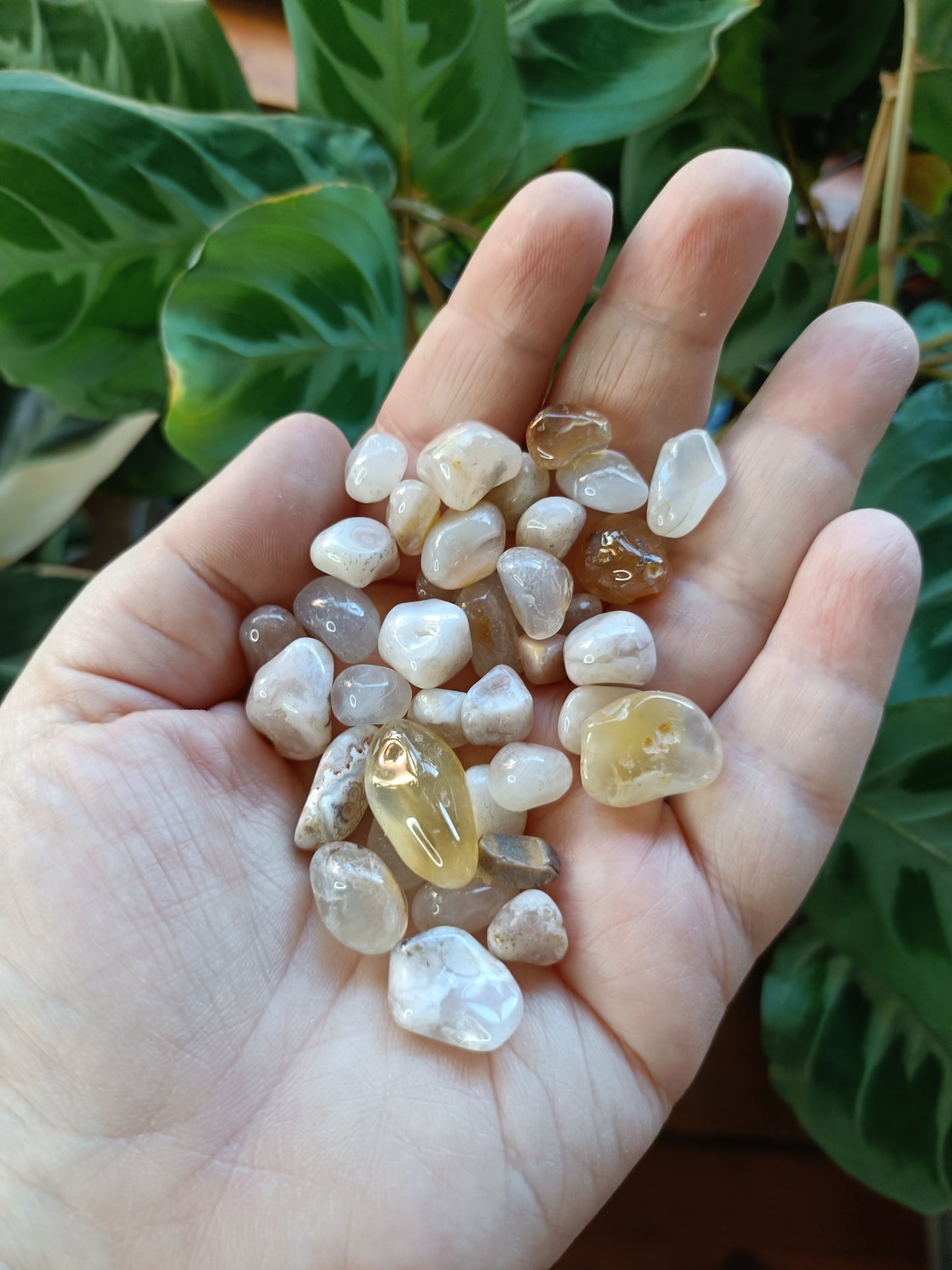 Flower Agate SMALL Tumbles - 50g