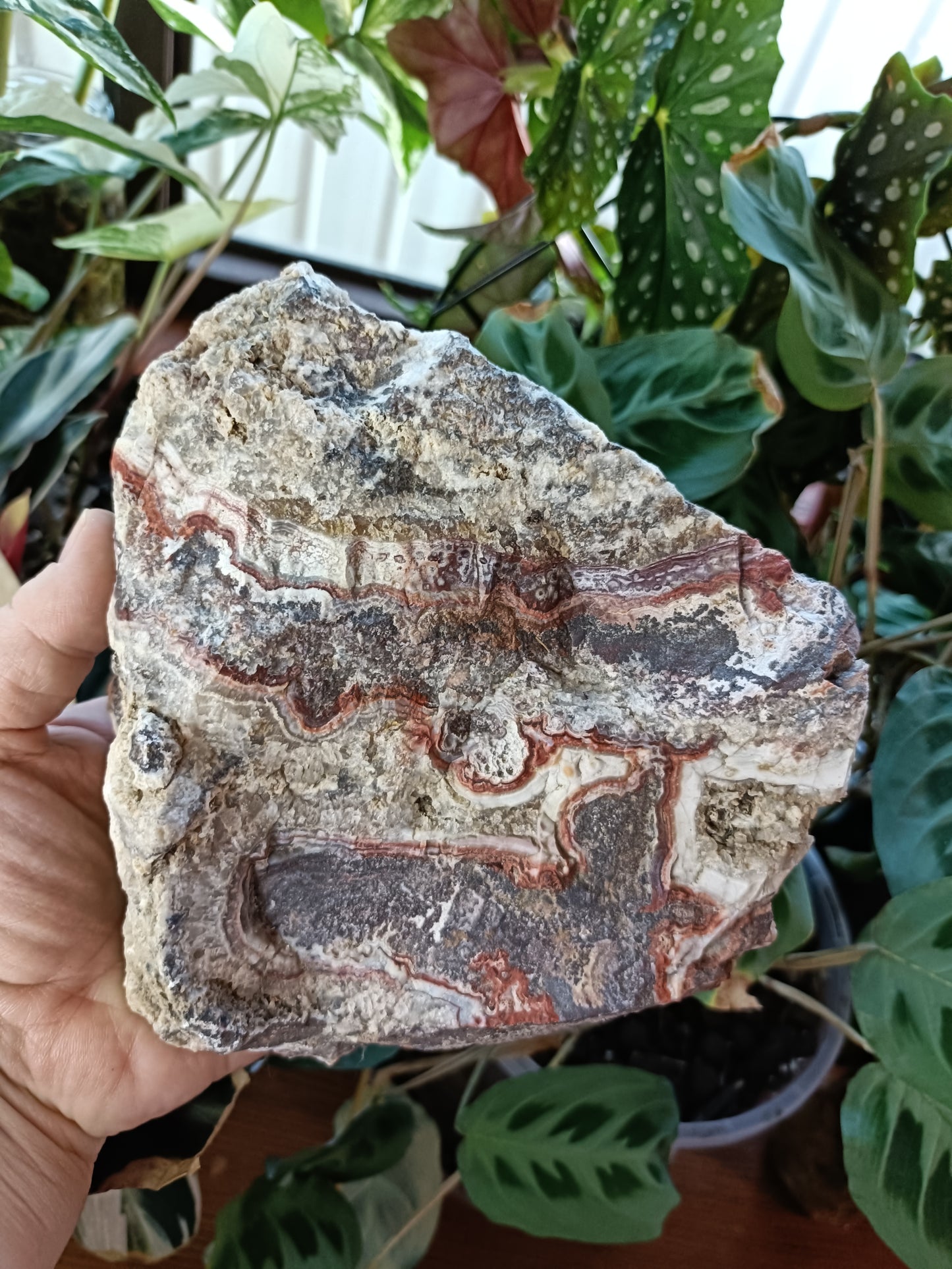 Mexican Lace Agate Rough - 1381g