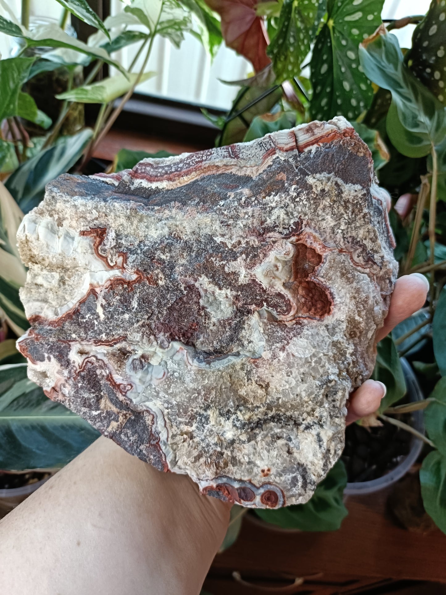 Mexican Lace Agate Rough - 1381g