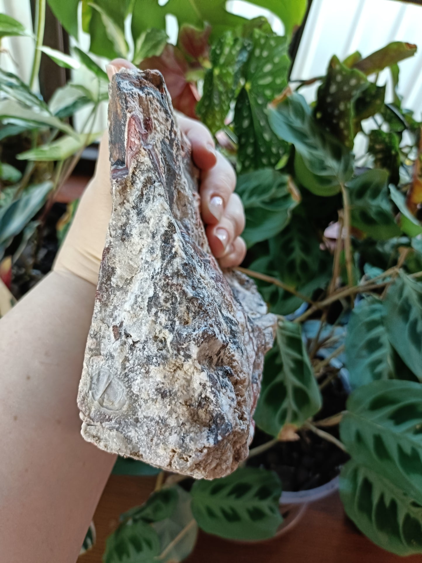 Mexican Lace Agate Rough - 1381g