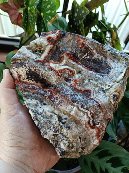 Mexican Lace Agate Rough - 1381g
