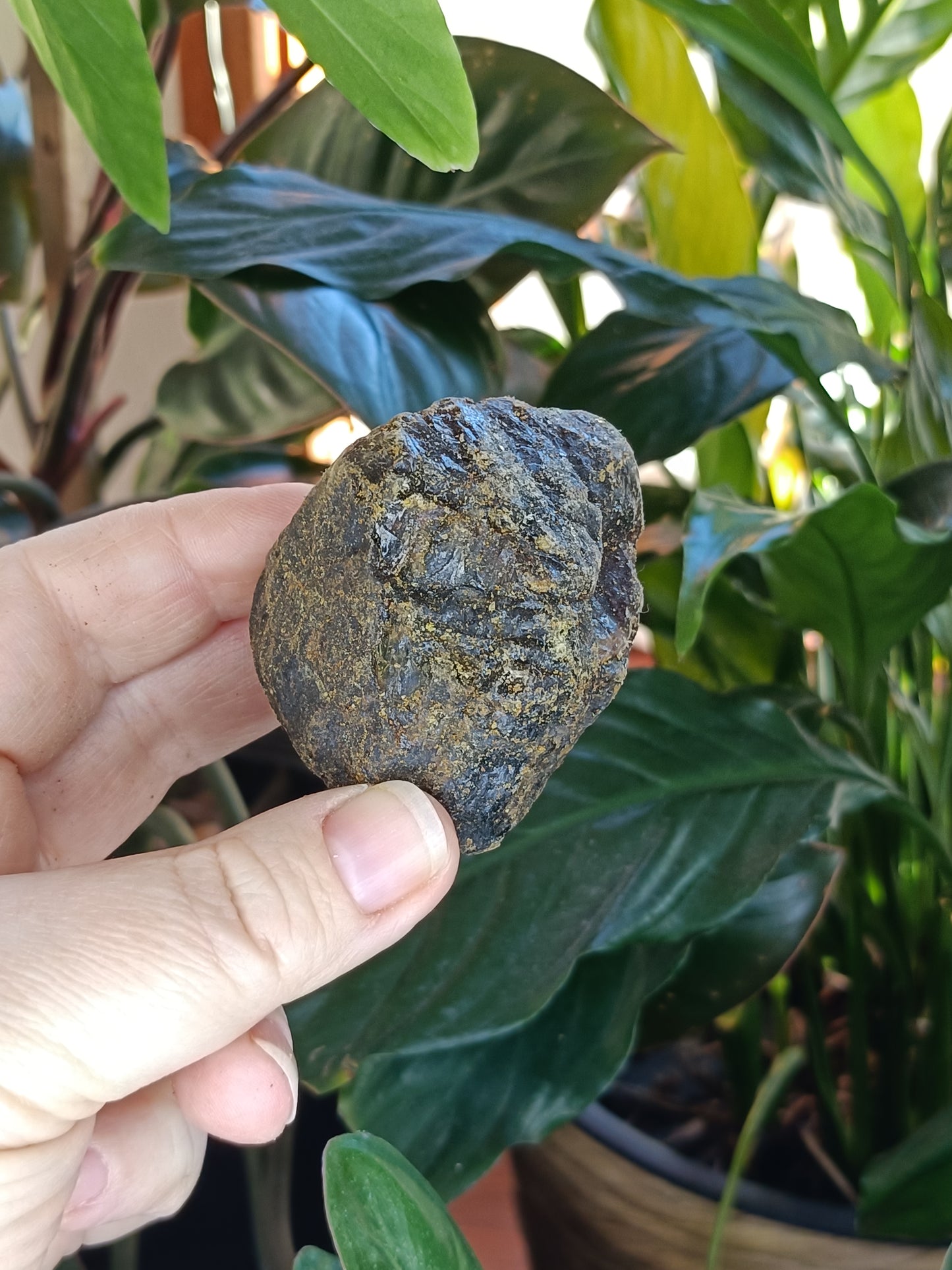 Copal Amber Rough - 50g