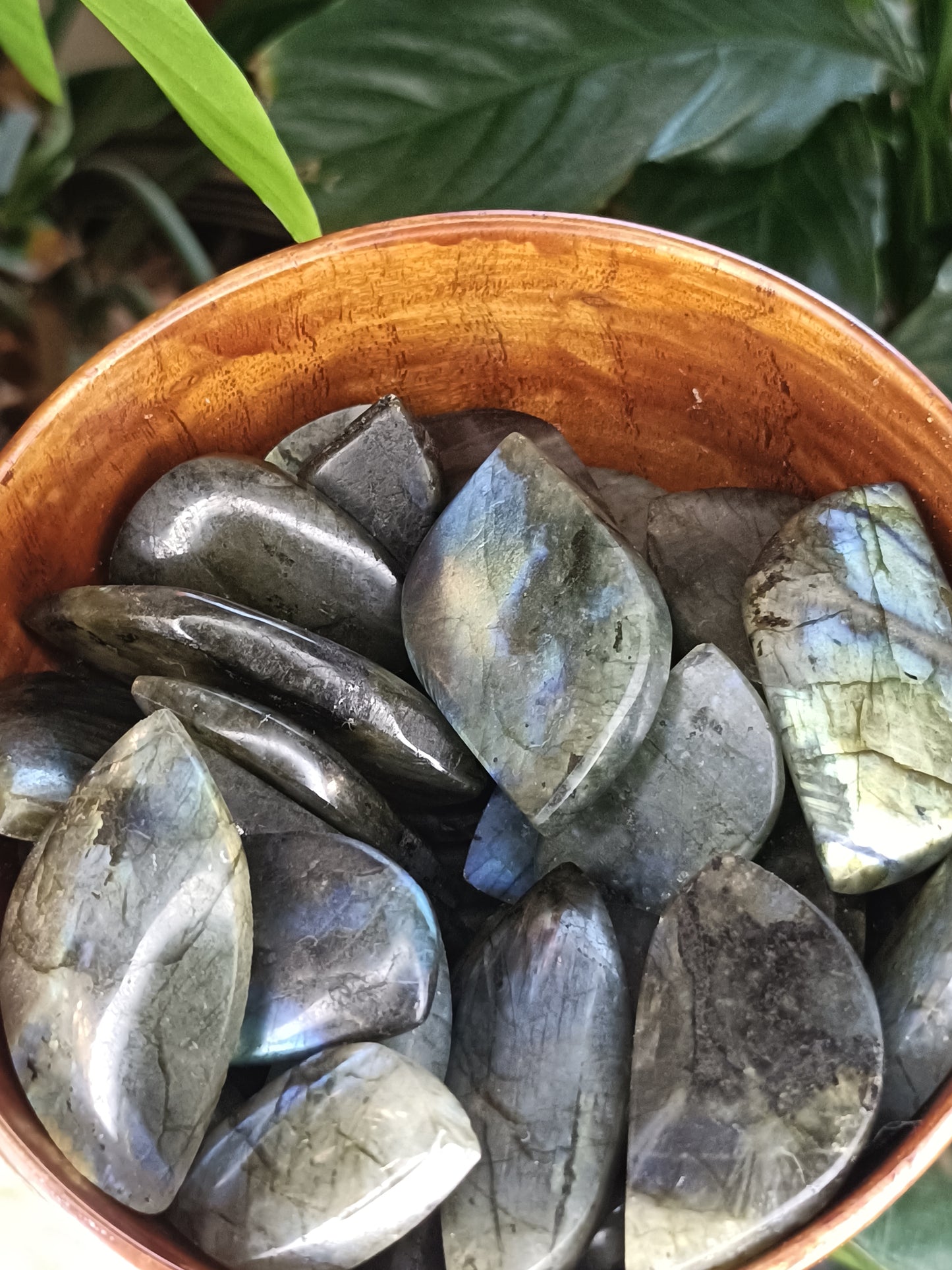 Small Labradorite Freeform Leaf Shapes - 50g