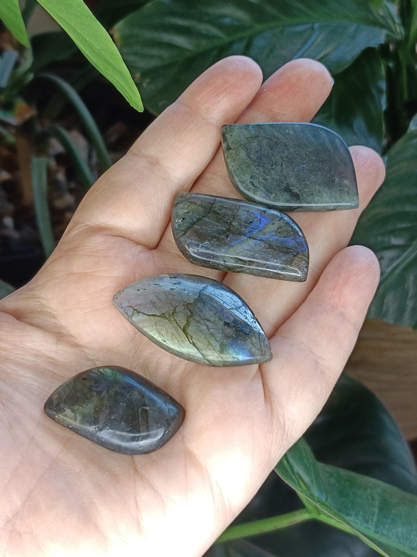 Small Labradorite Freeform Leaf Shapes - 50g