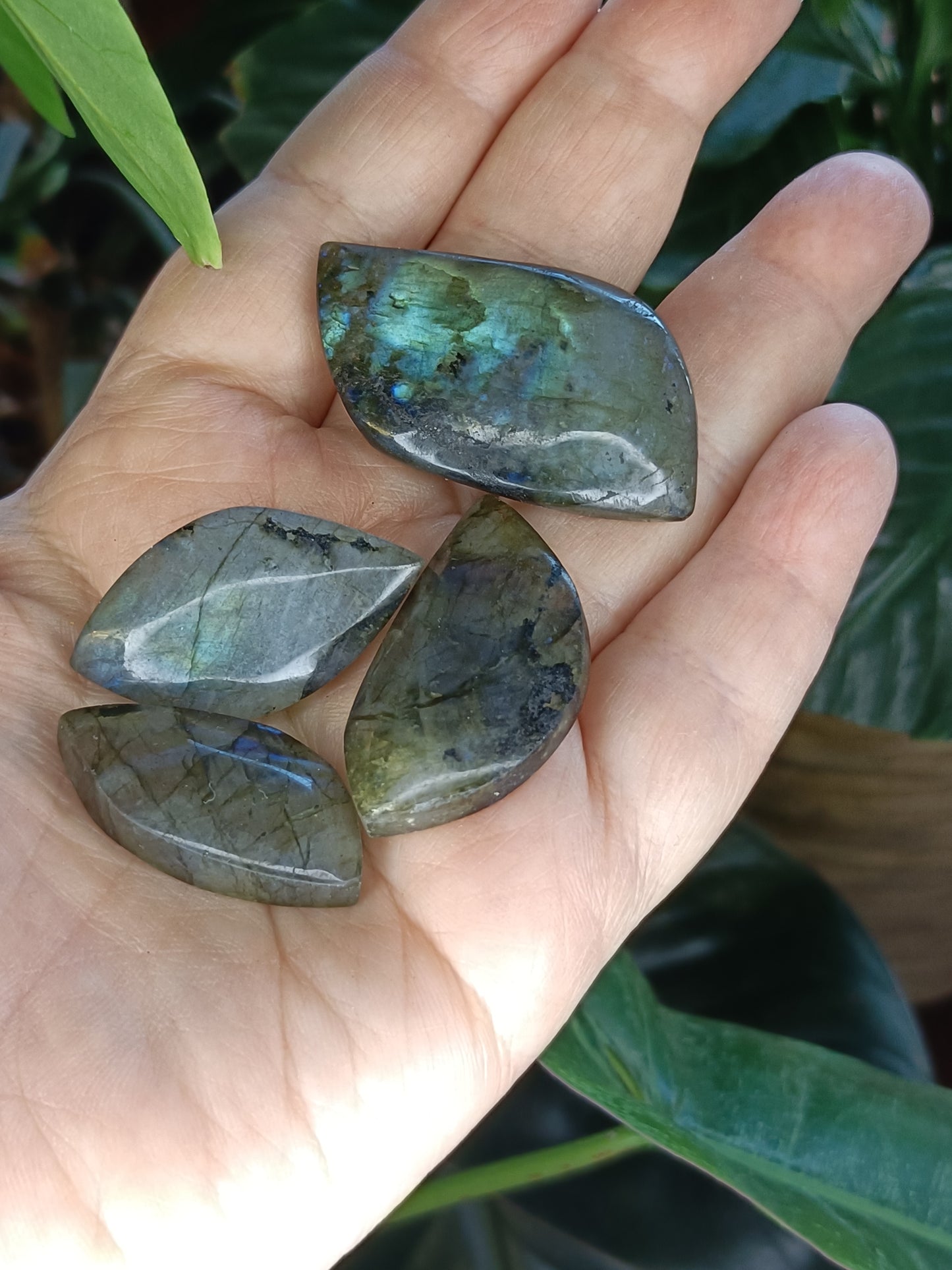 Small Labradorite Freeform Leaf Shapes - 50g