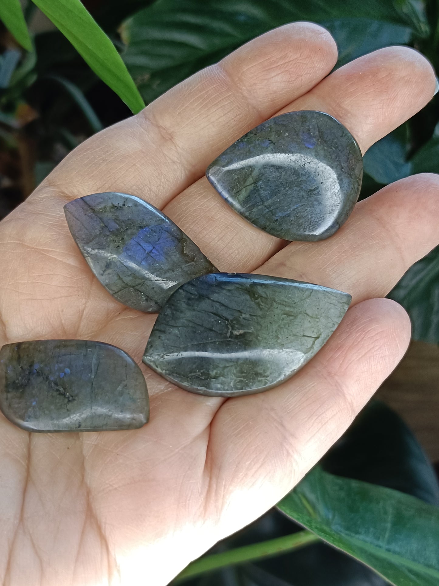 Small Labradorite Freeform Leaf Shapes - 50g