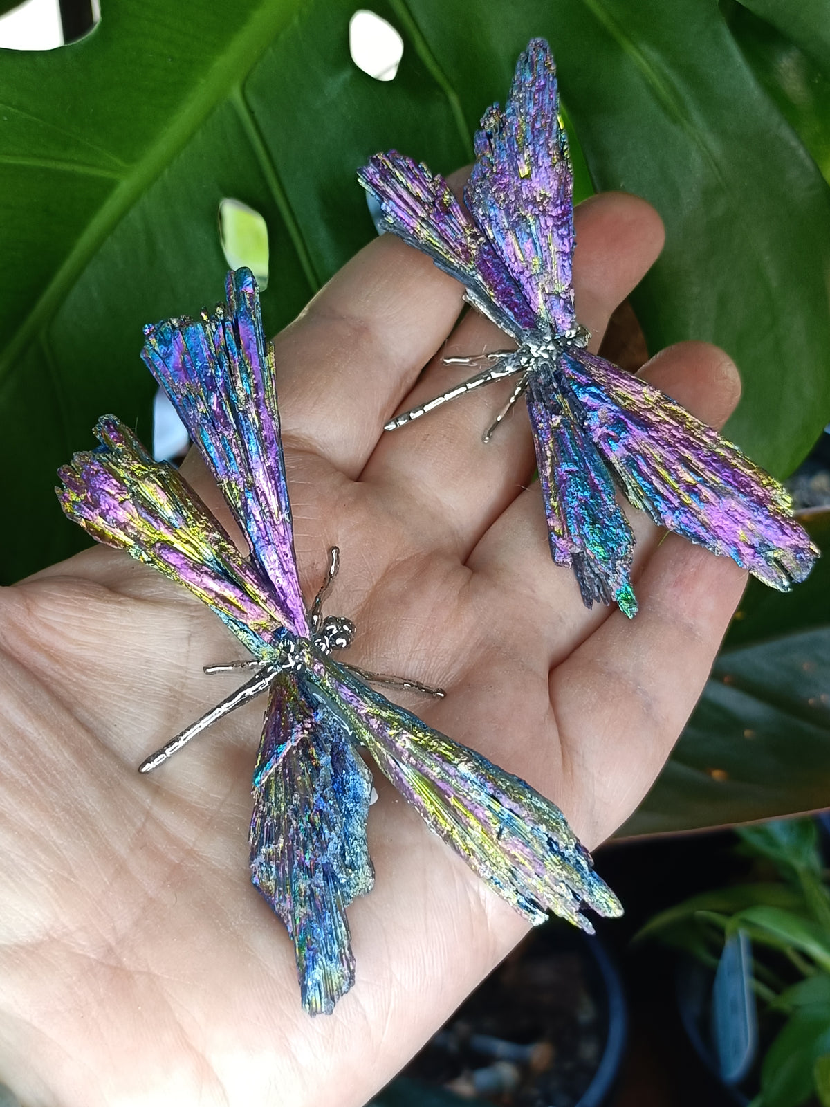 Aura Coated Black Kyanite Dragonflies